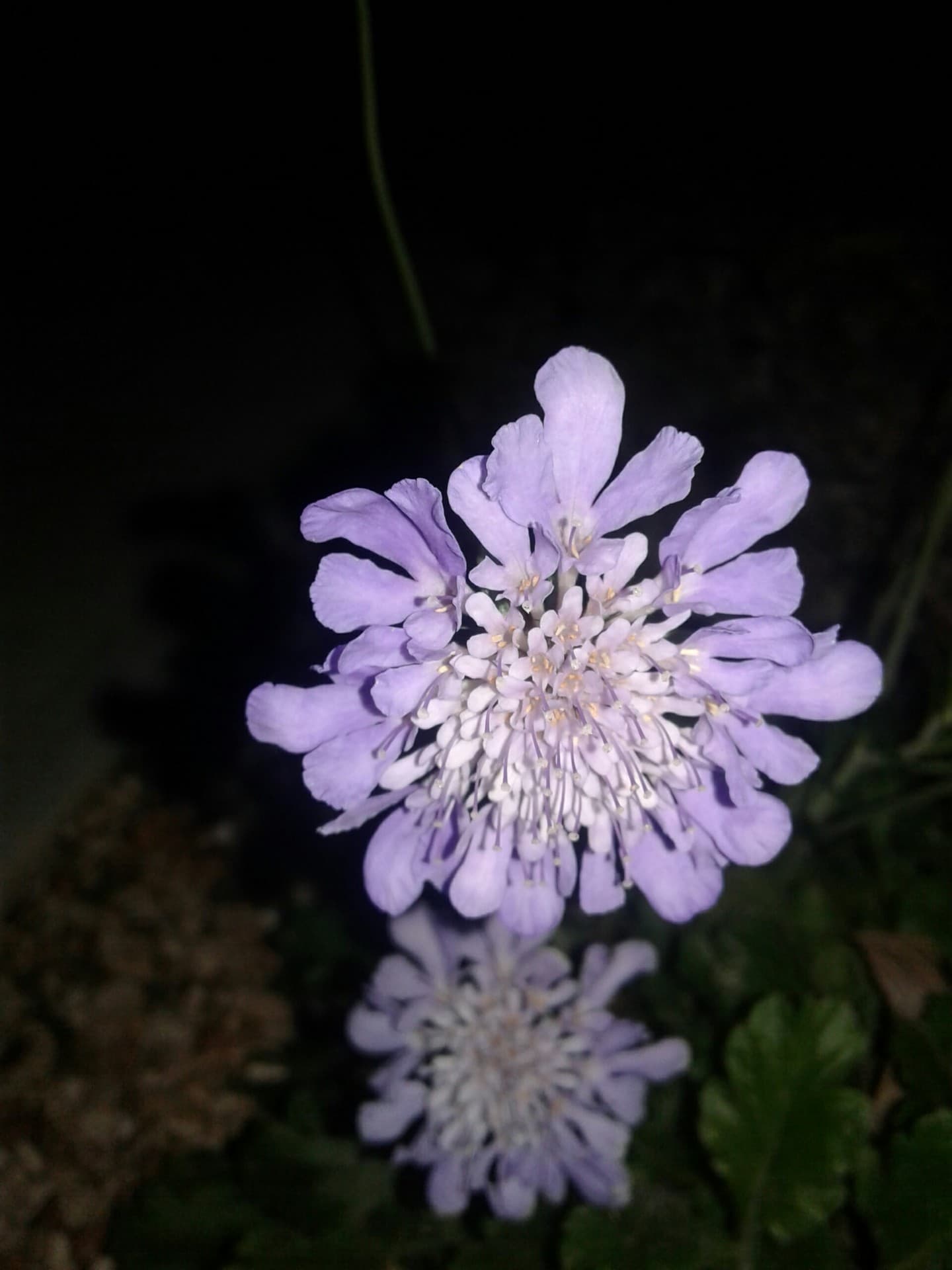 Purple perfecto