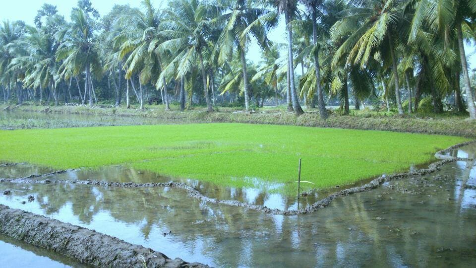 Rice
