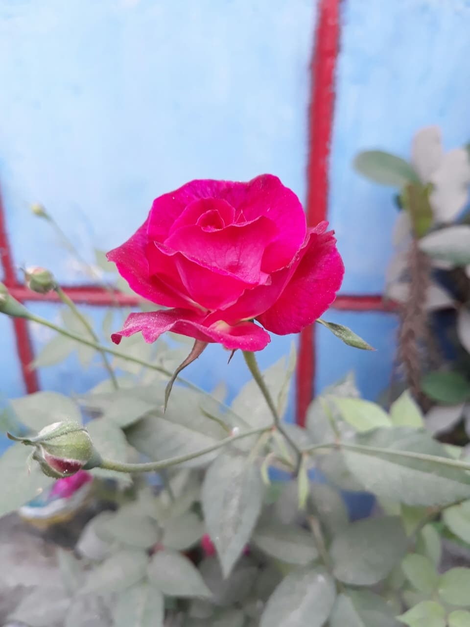 Roses