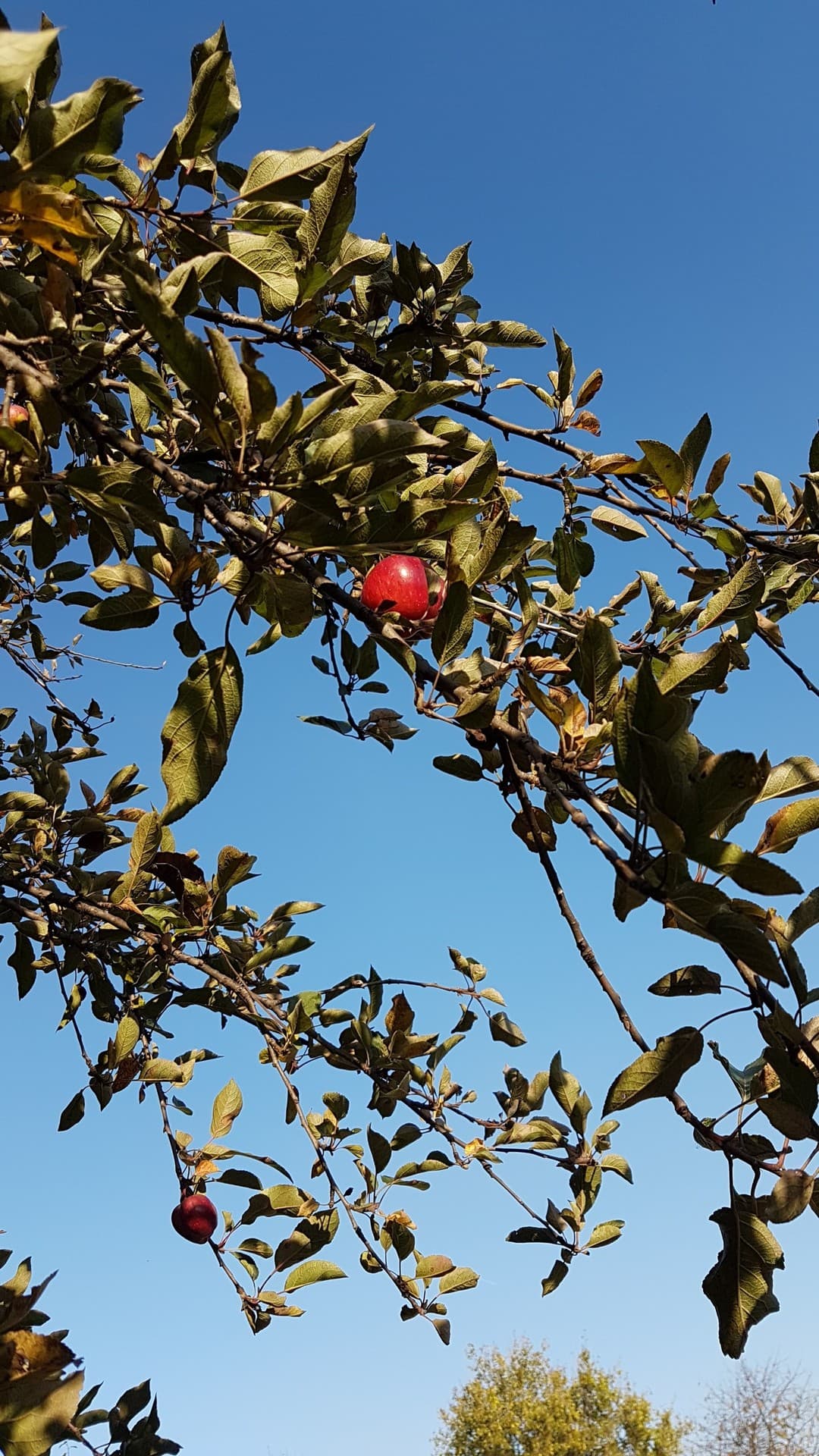 apple