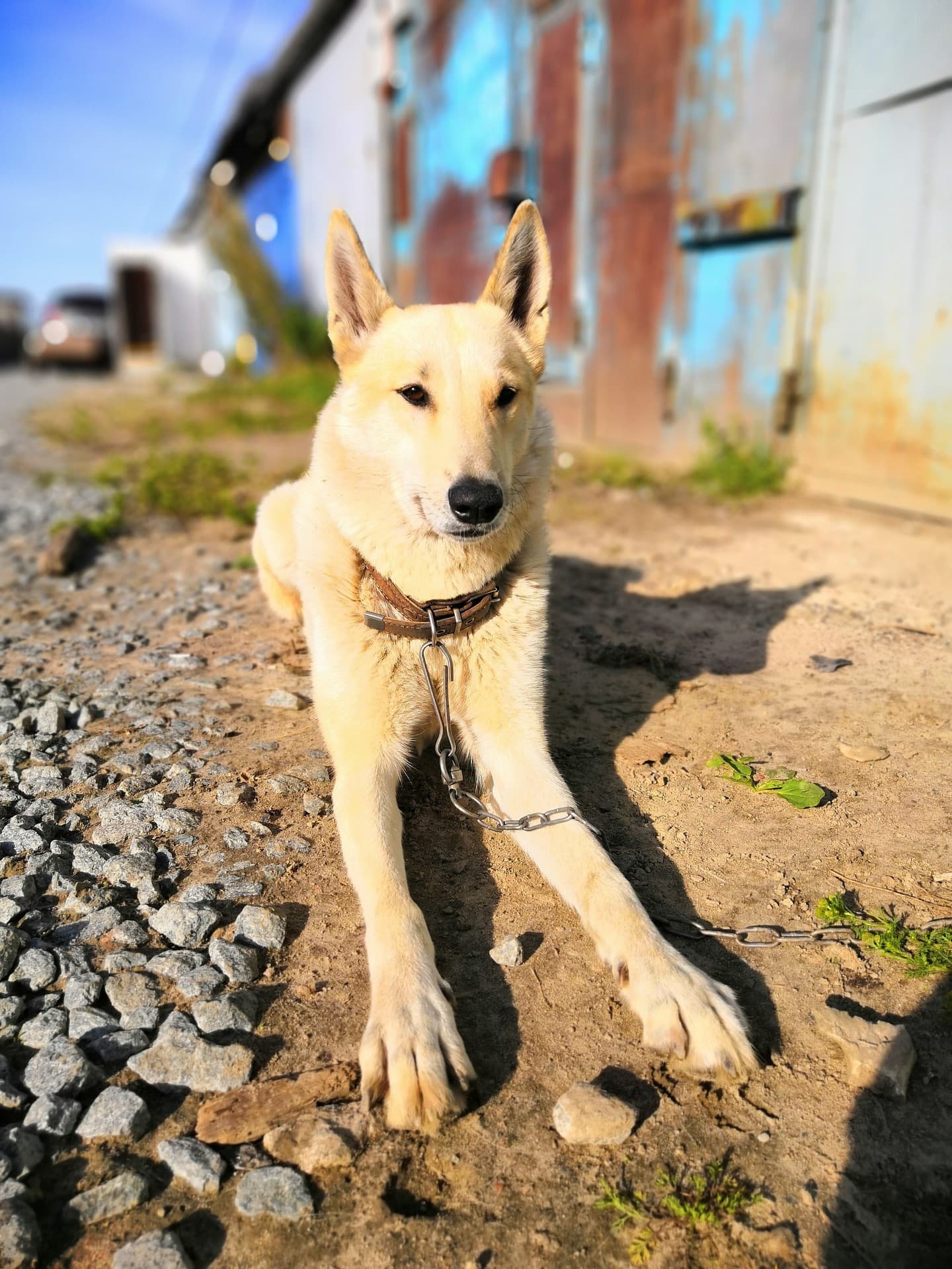 little dog