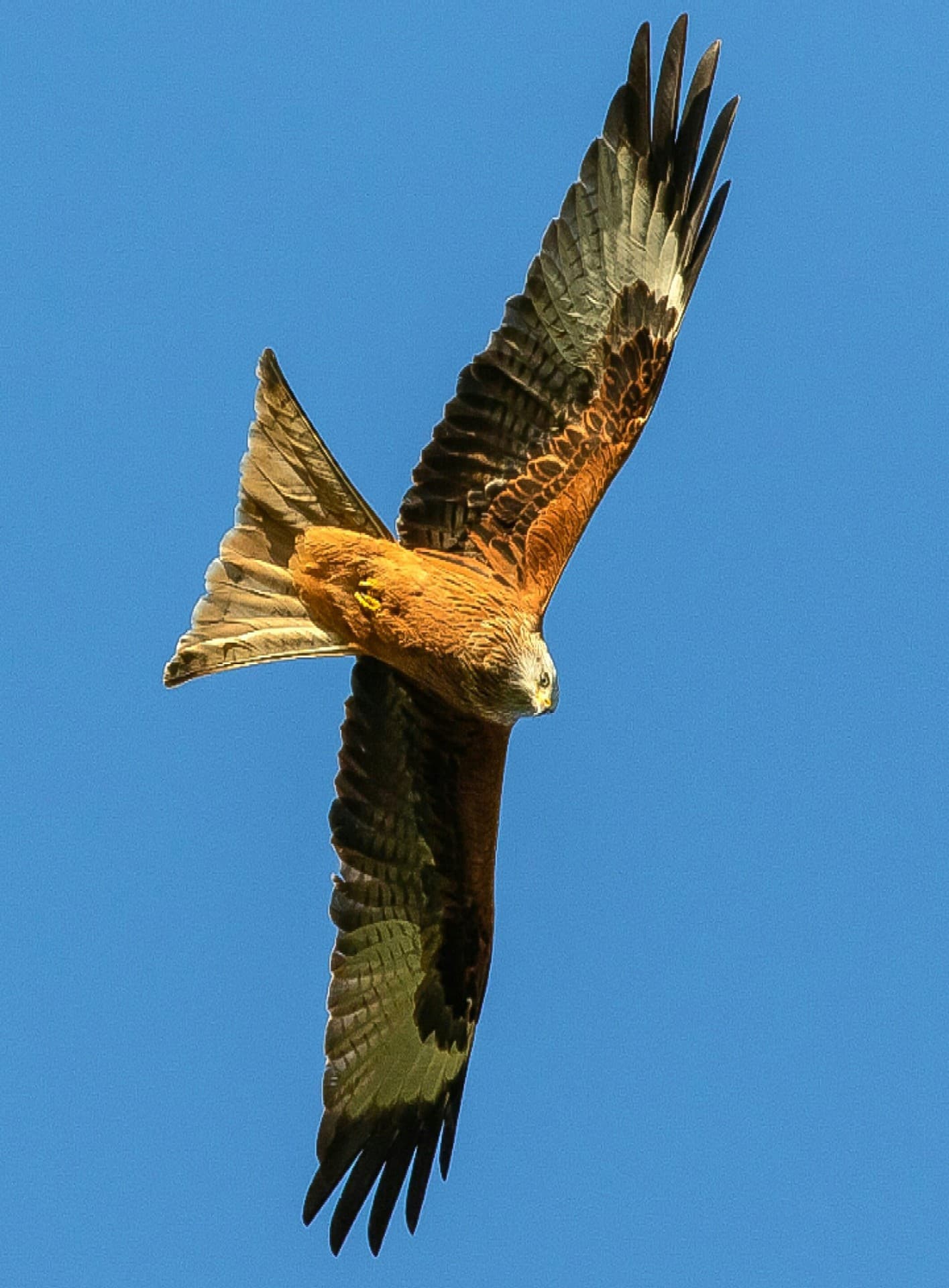 A Red Kite Soaring