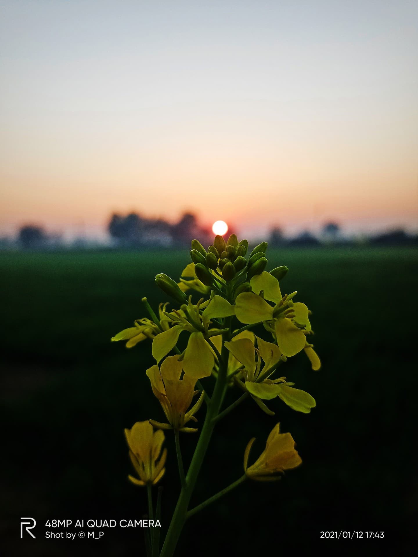 mustard