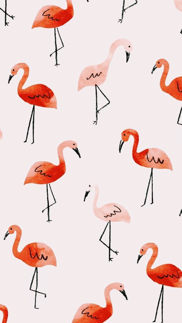 Flamingo
