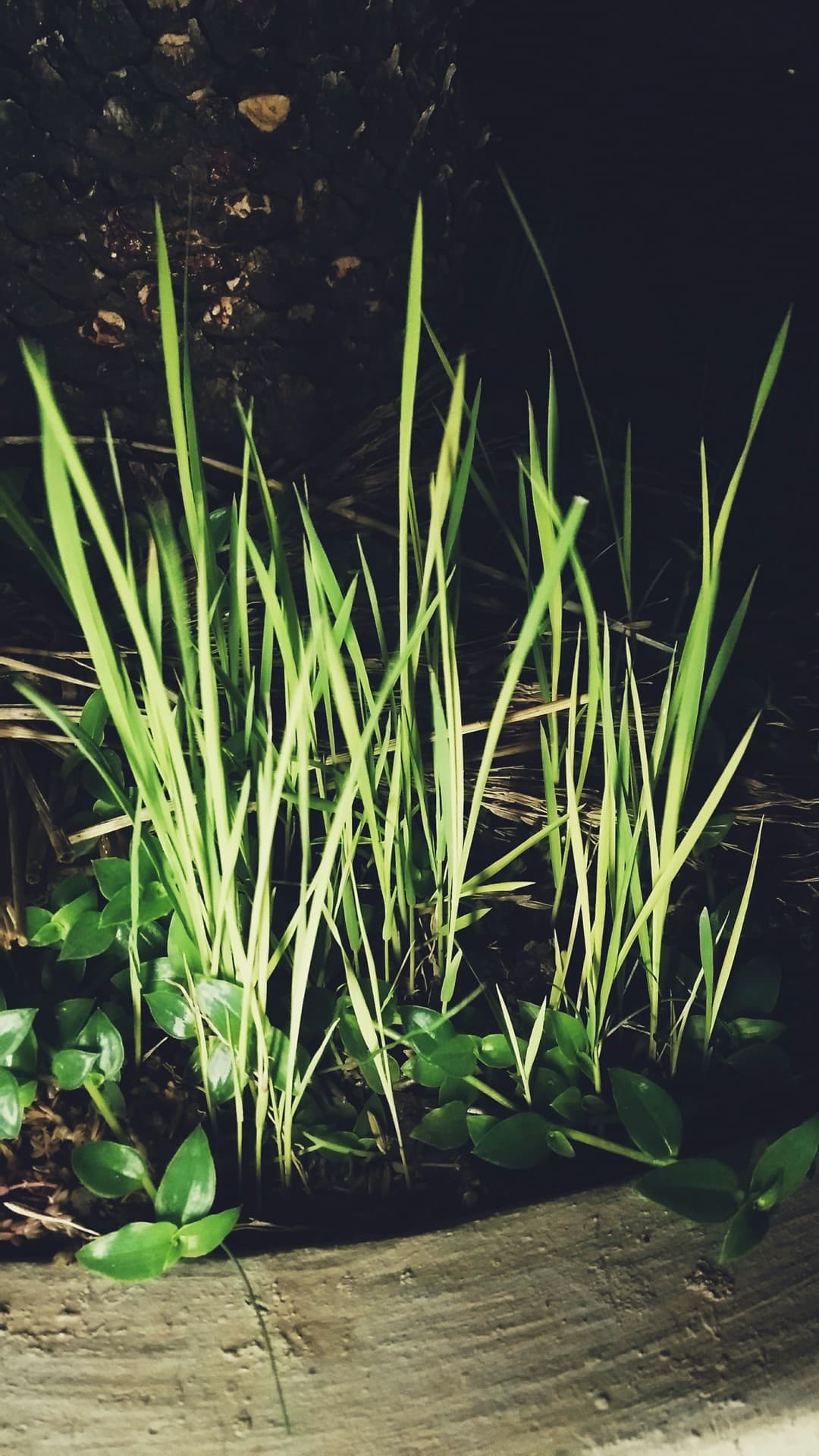 wheat grass