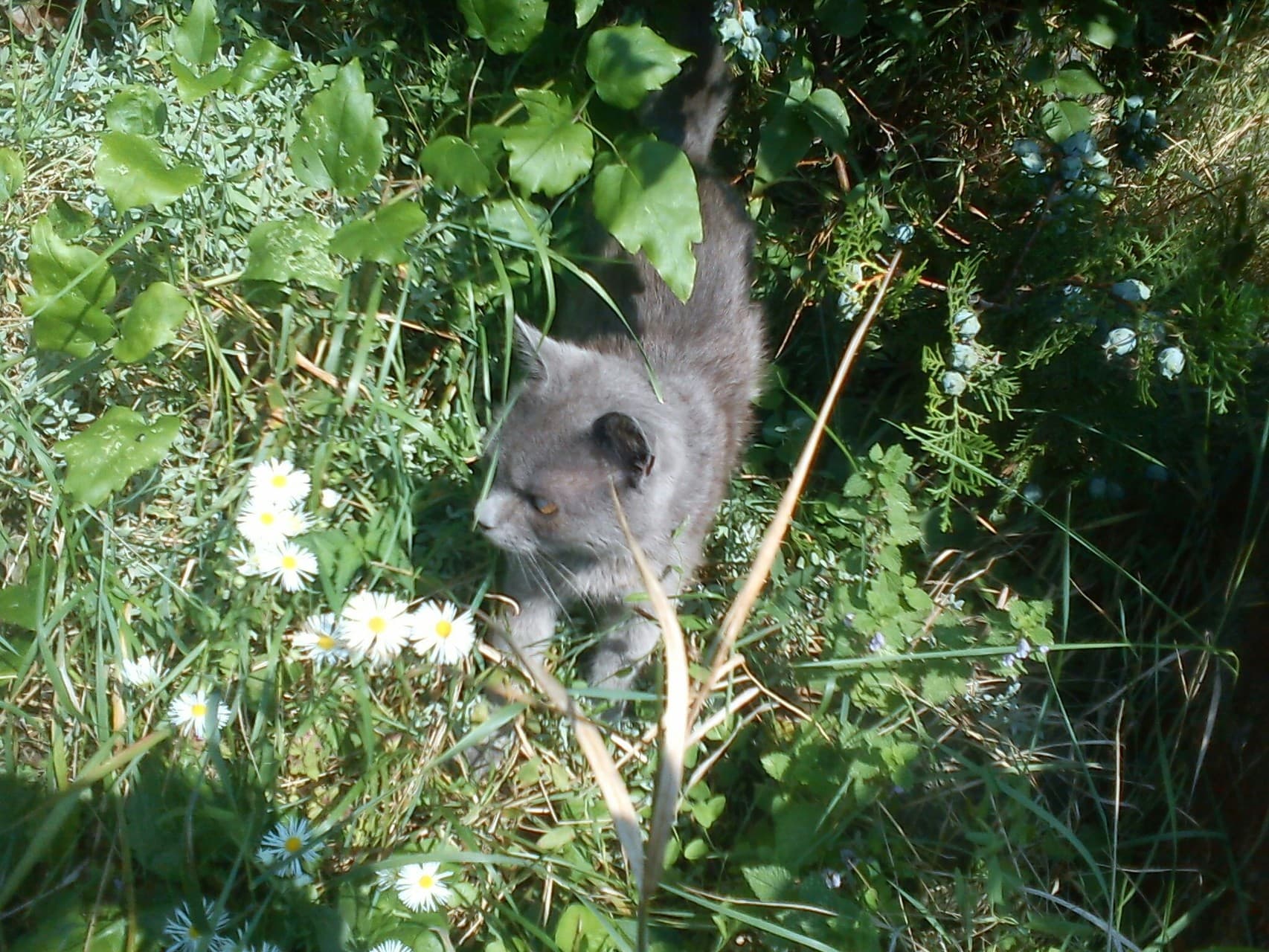 Little grey kitten