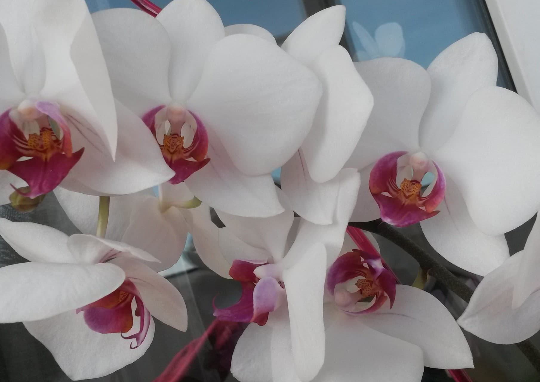 orchids