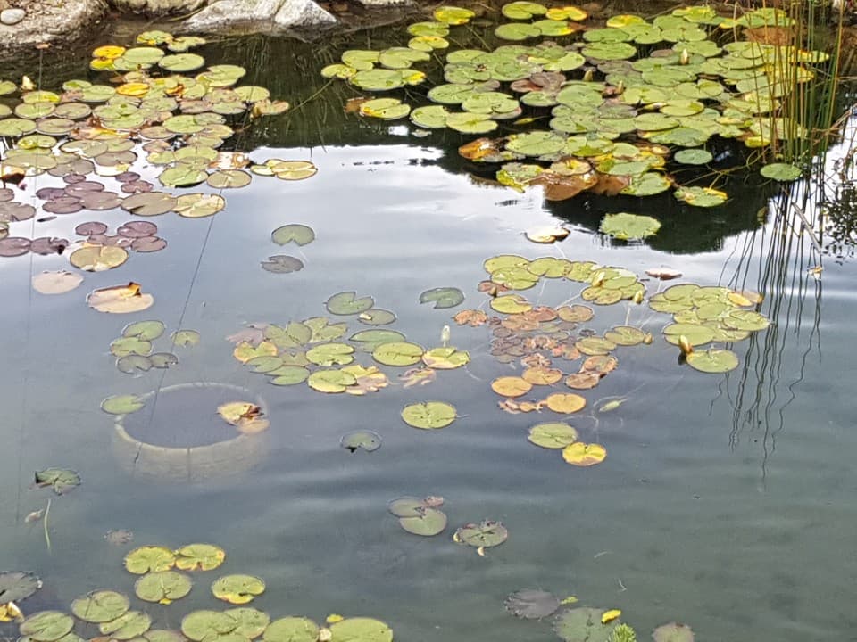 수련