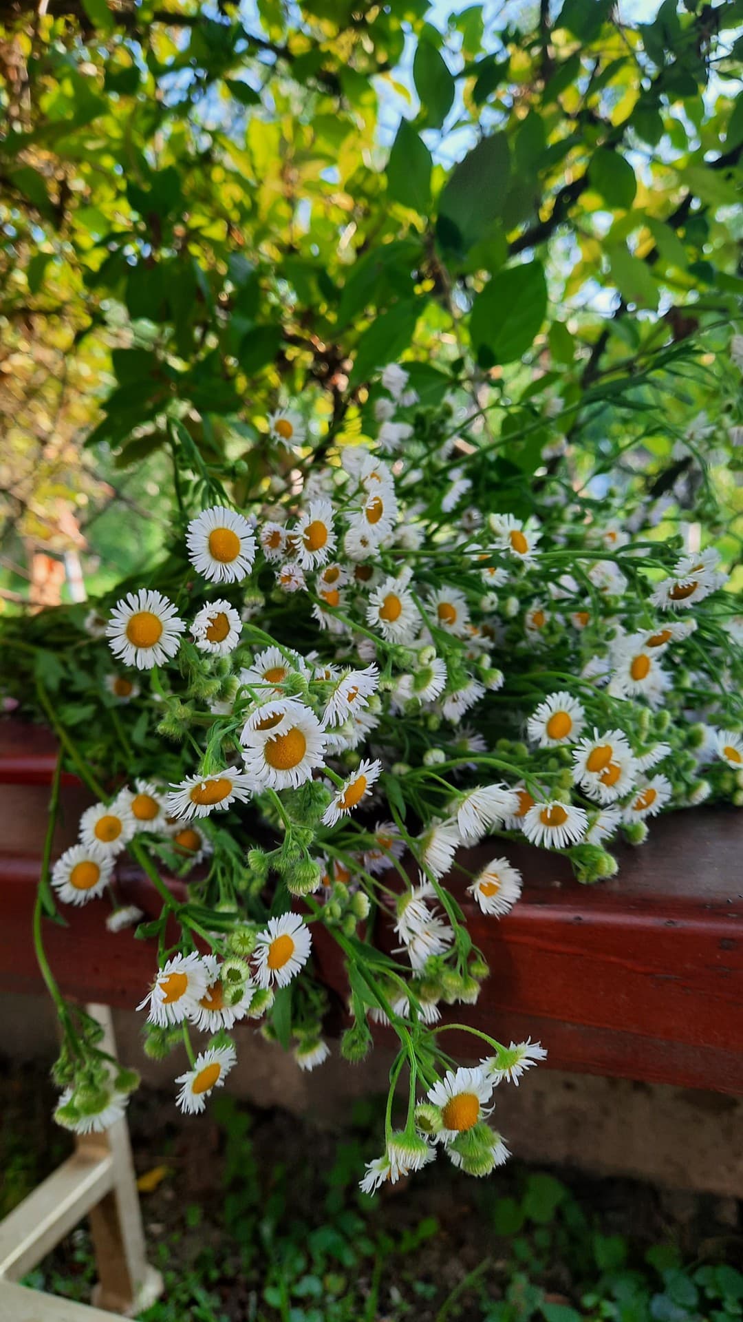 FLOWERS