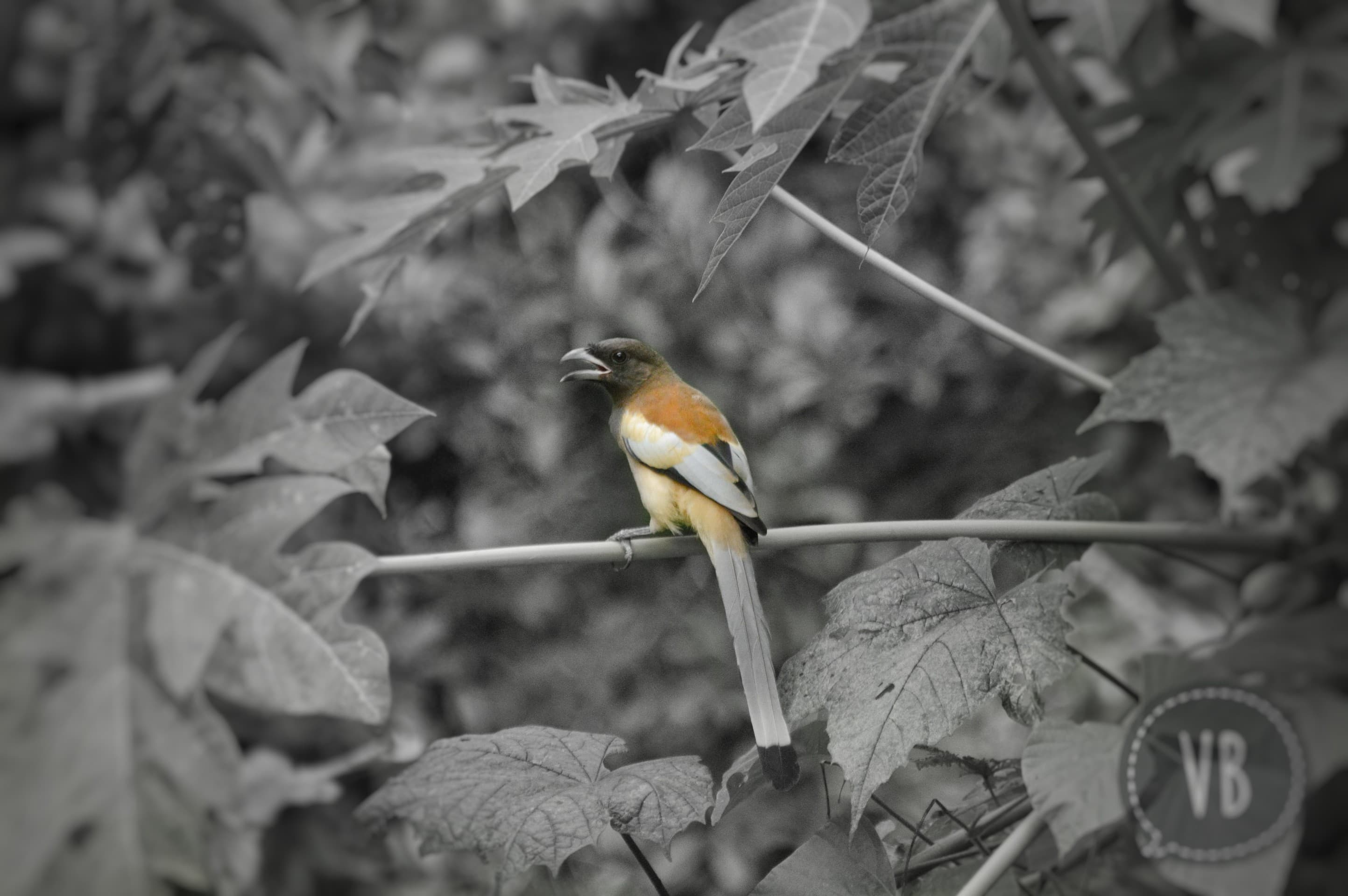 treepie