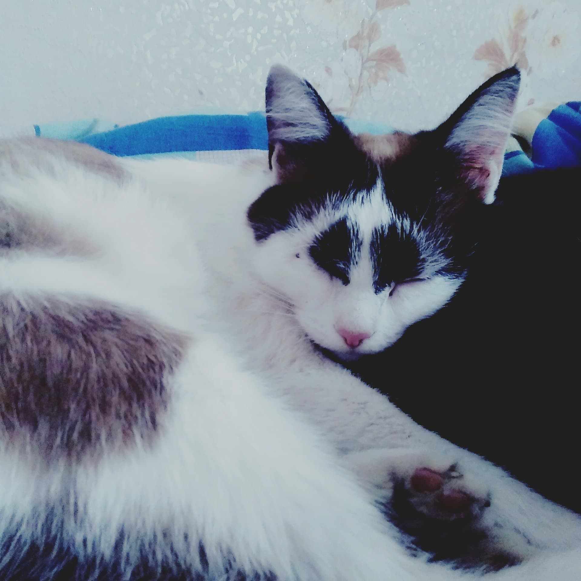 my princess
