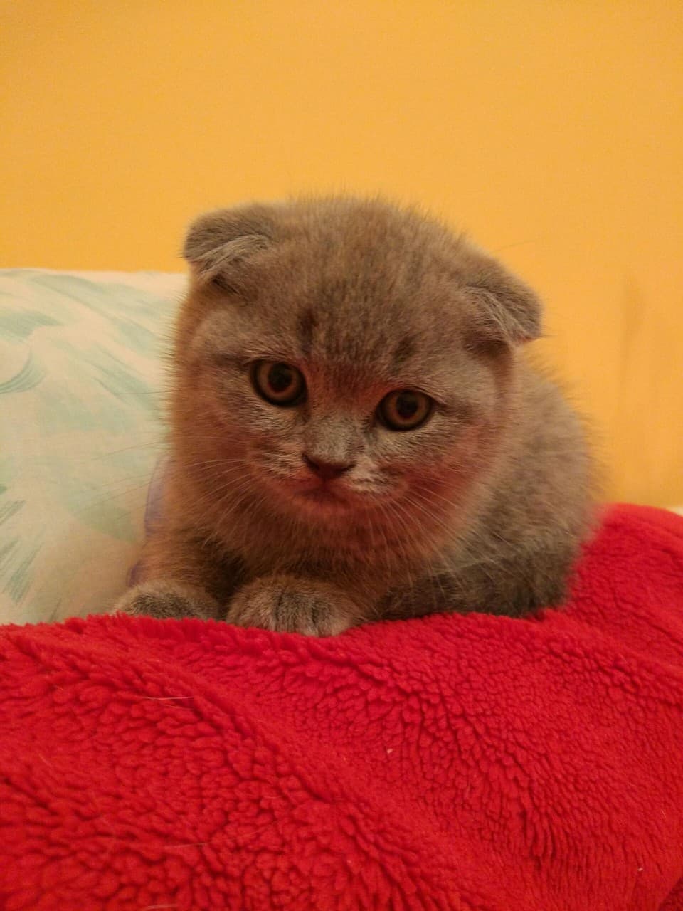 Коте