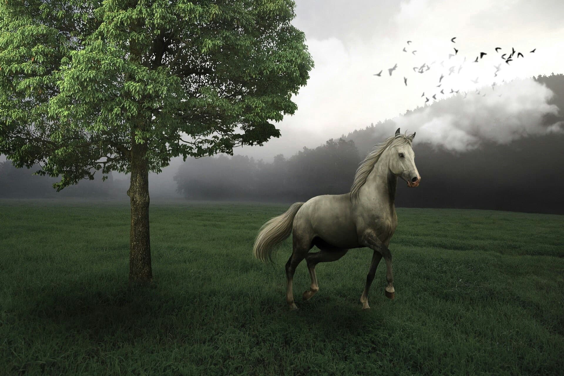 horse