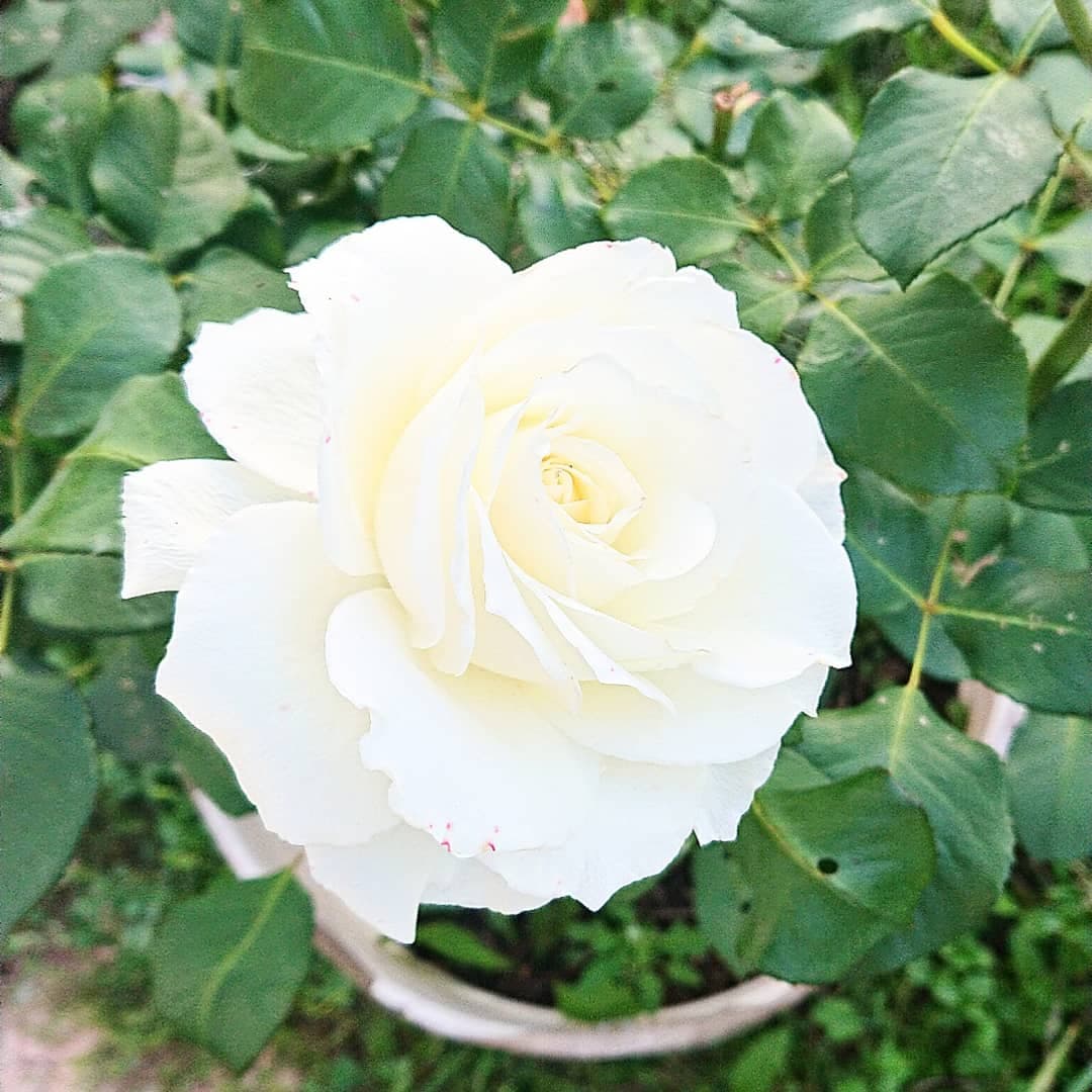 Роза