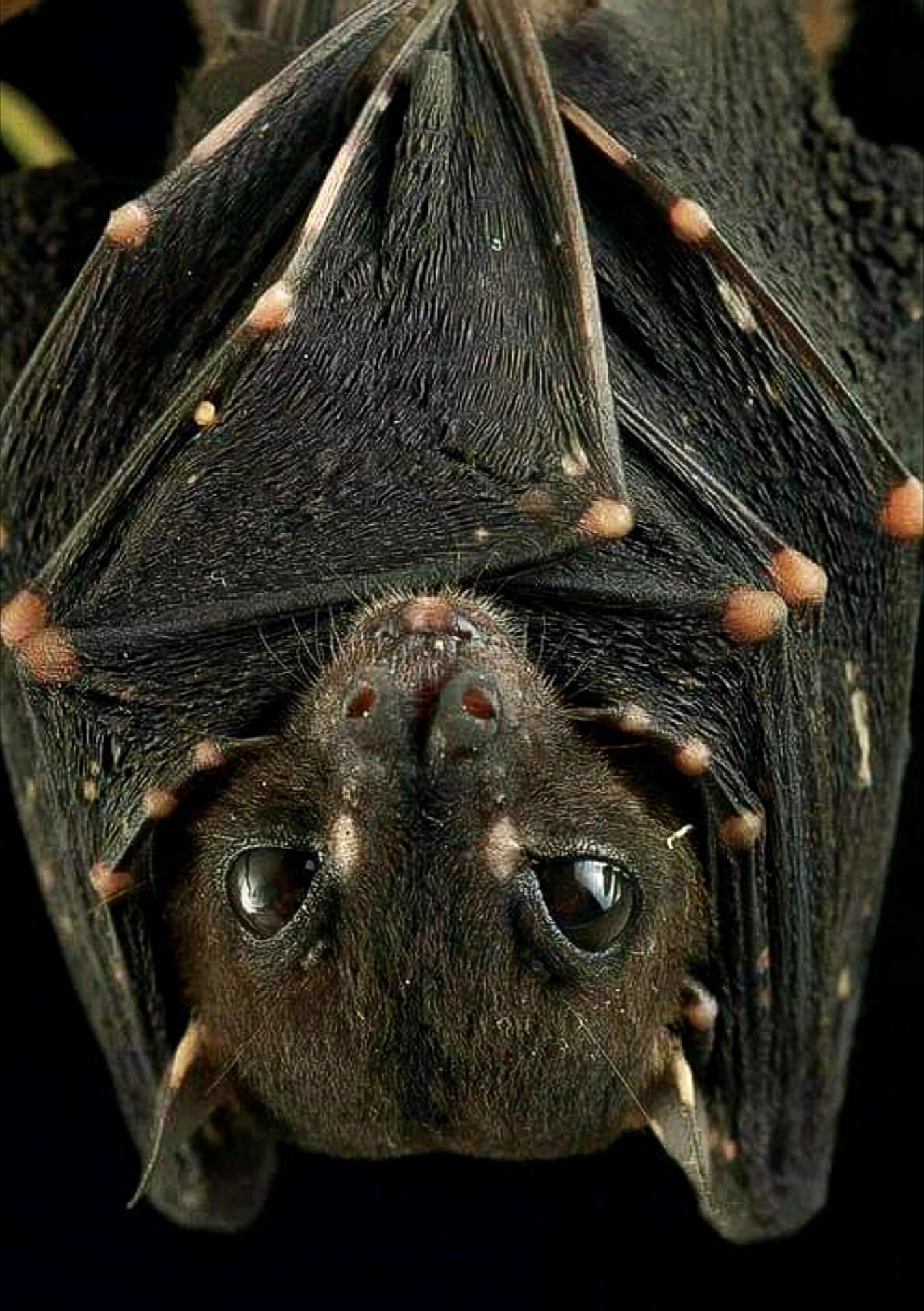 How A Bat Flow