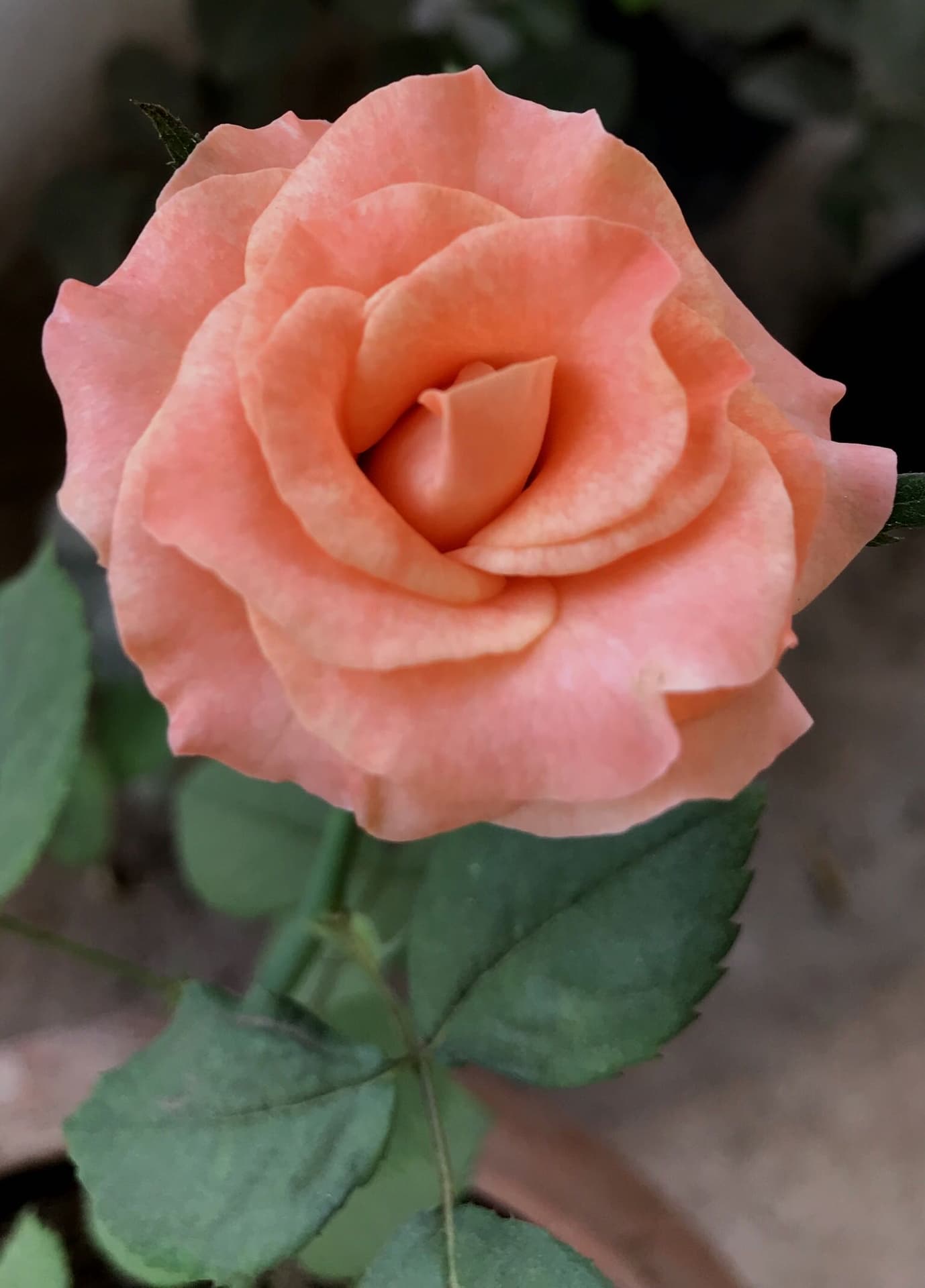 #pink #rose #flower