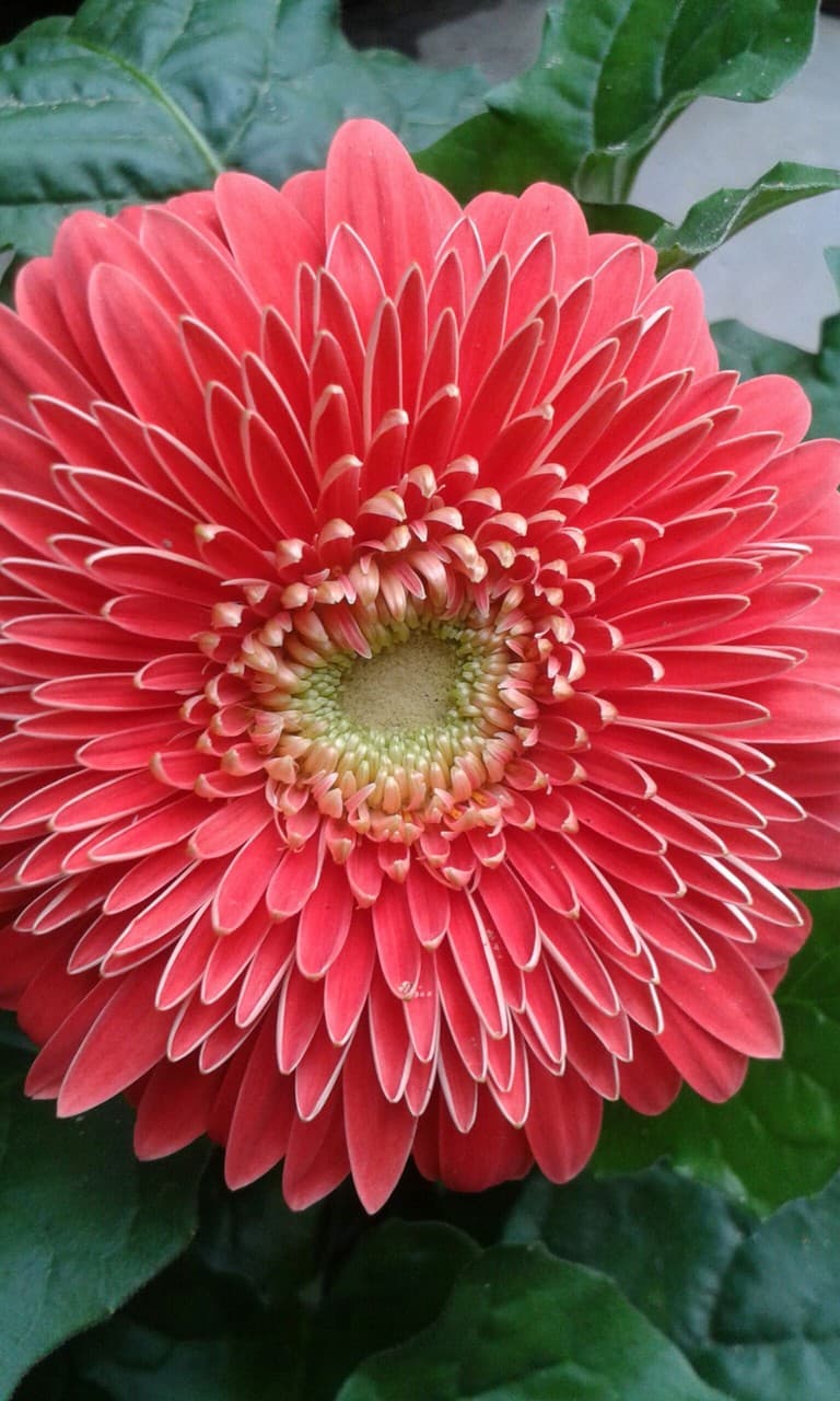 daisy
