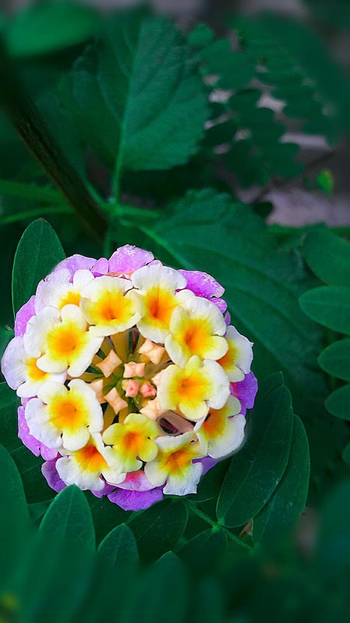 flowers