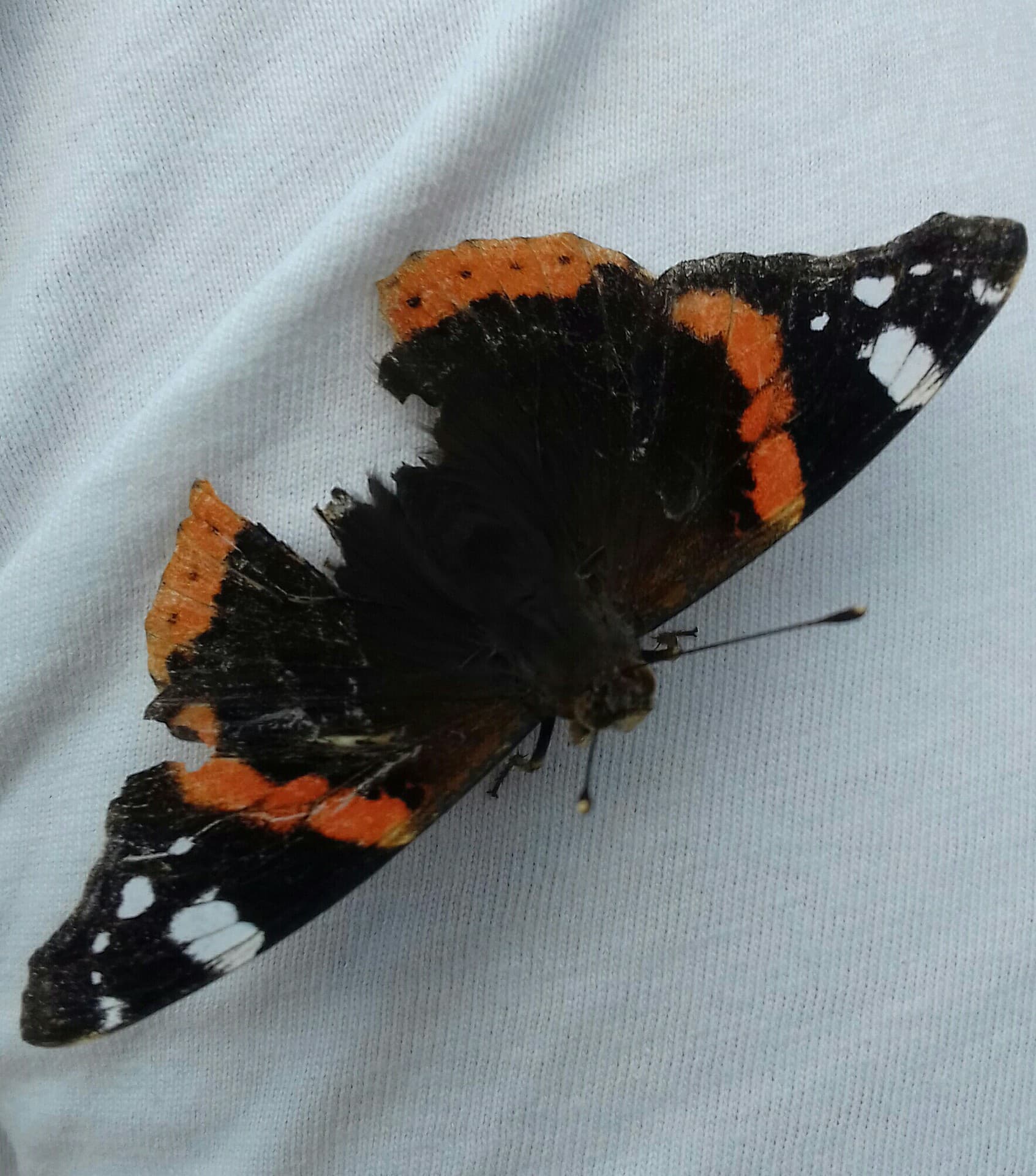motyl