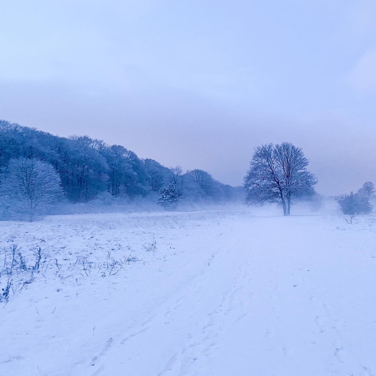 Snowy landscape