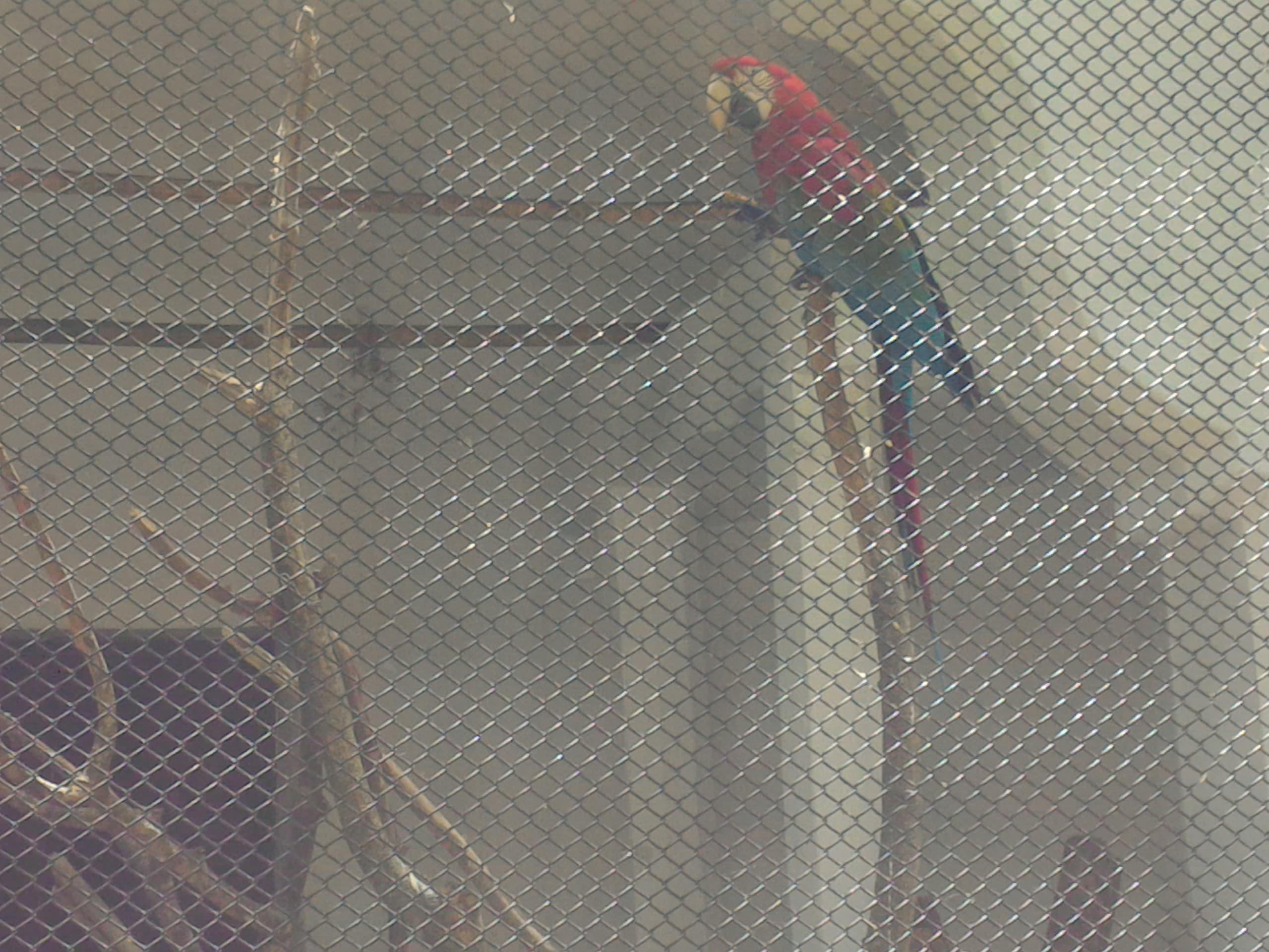 caged