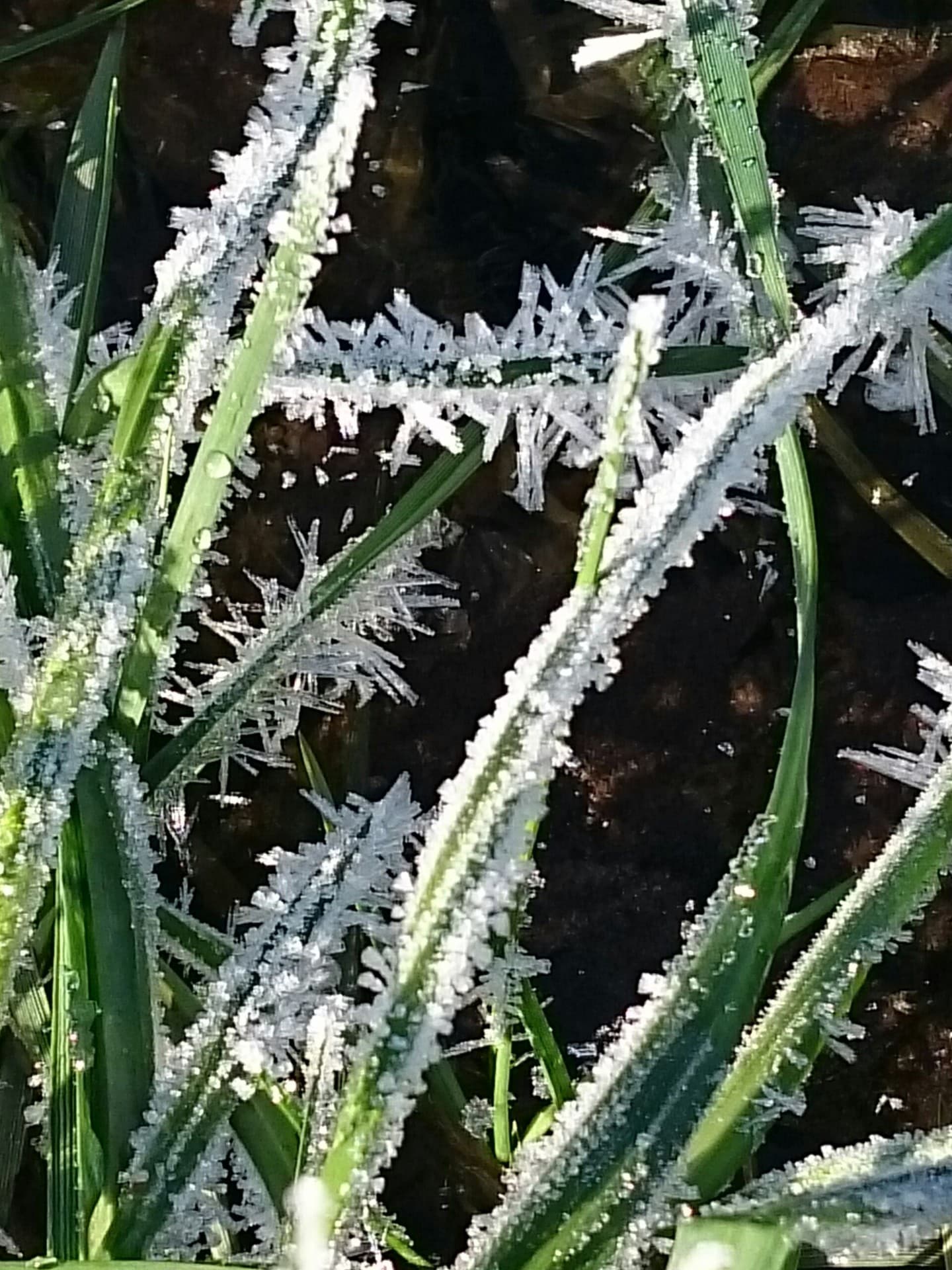 Eiskristalle auf Gras 2