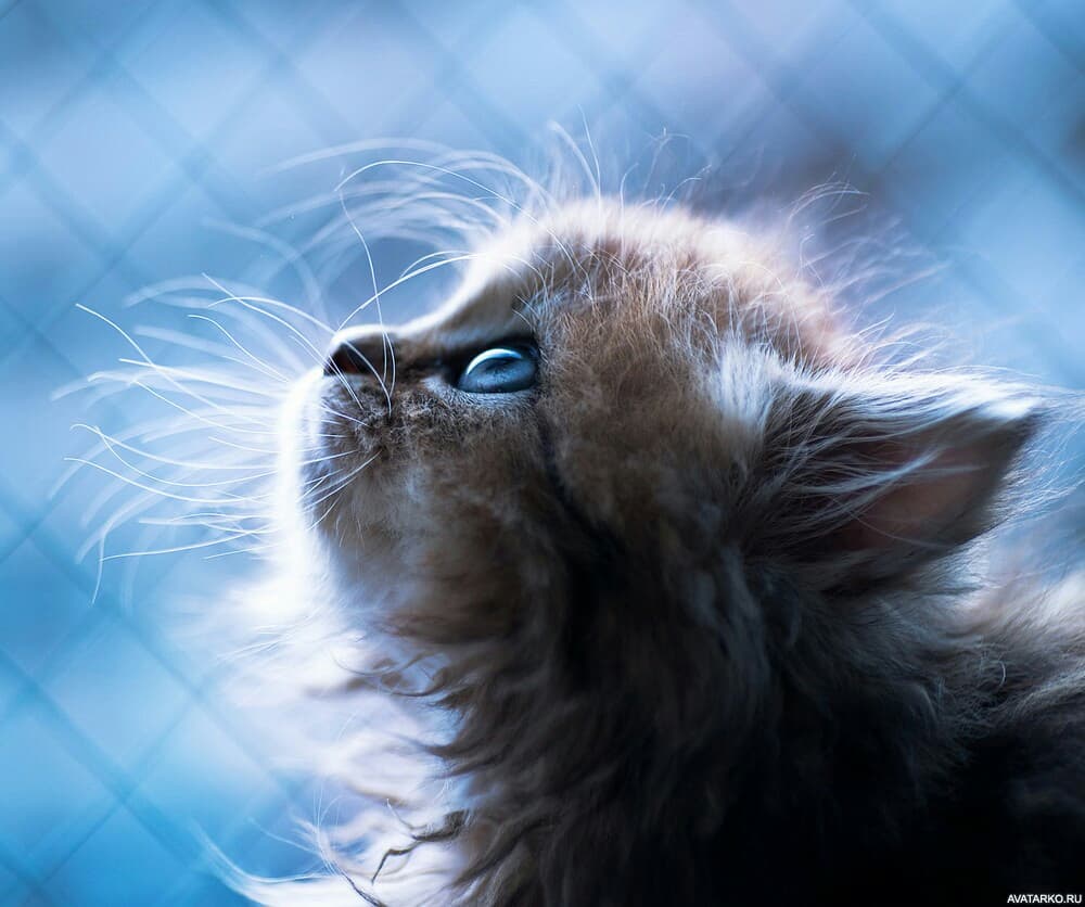 маменкиий котёнок