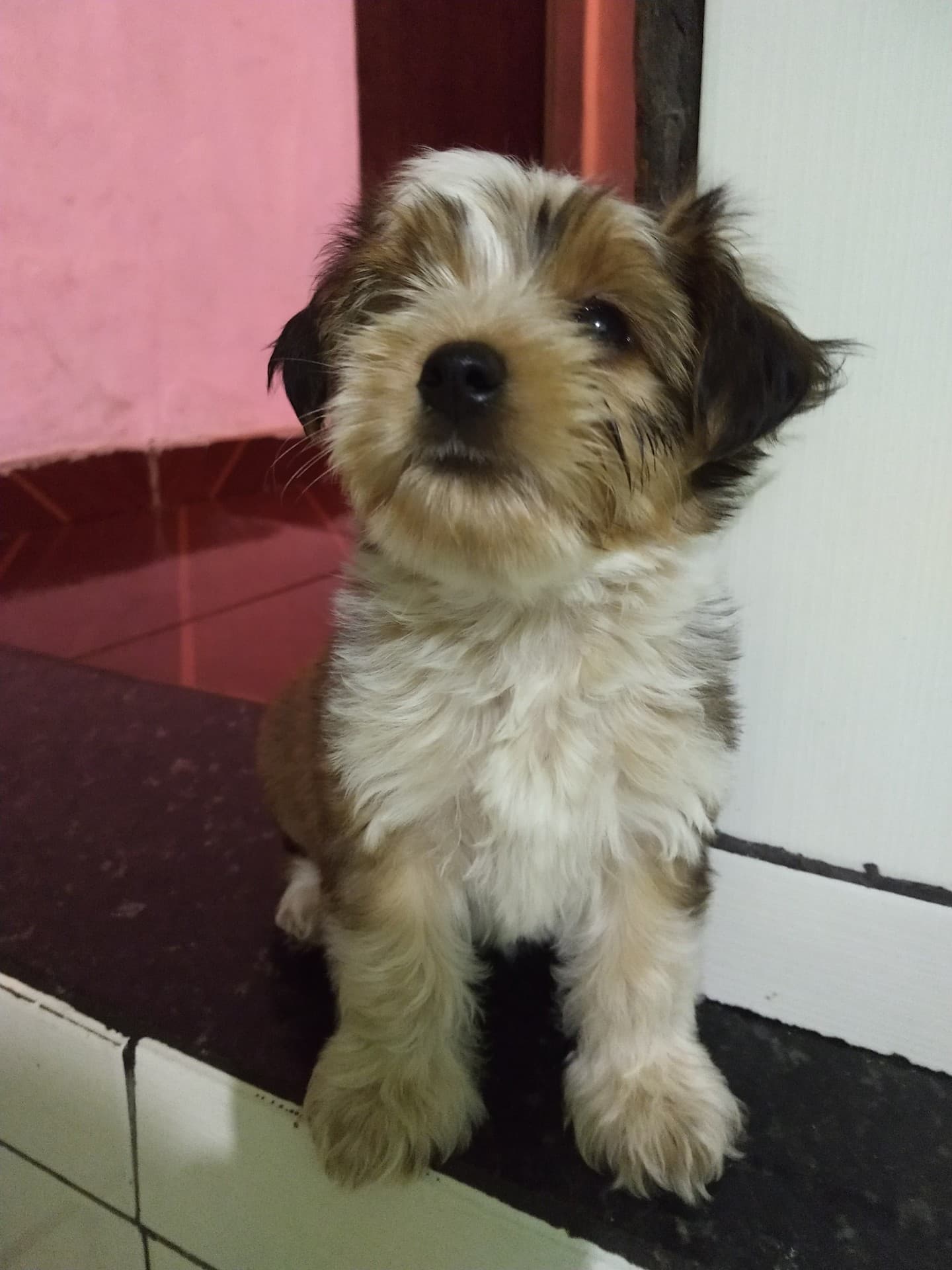 cachorro