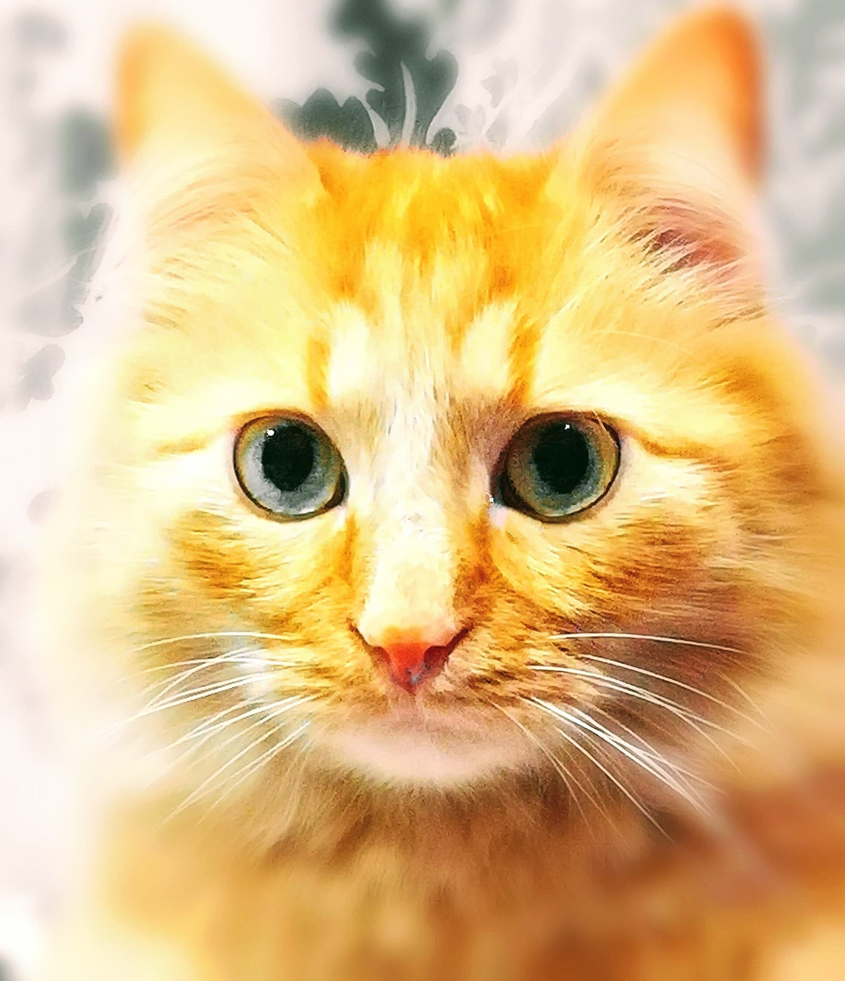 кот