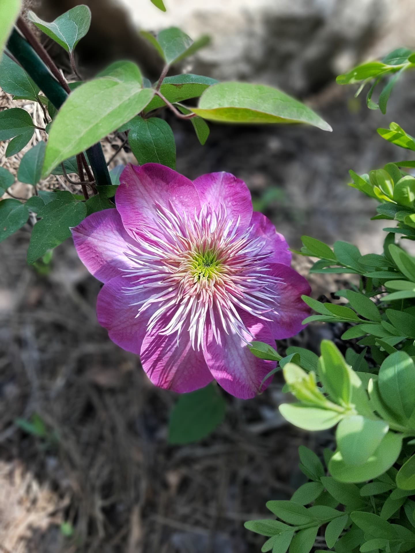 Nature's wonder