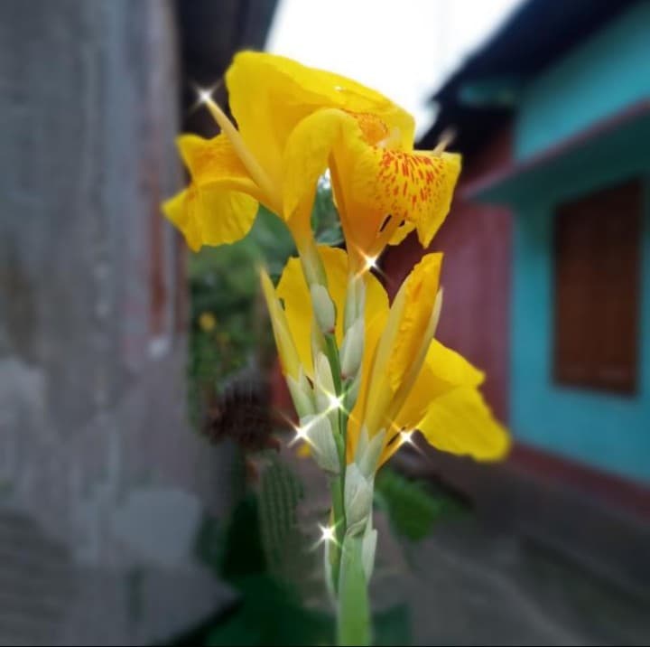# flower