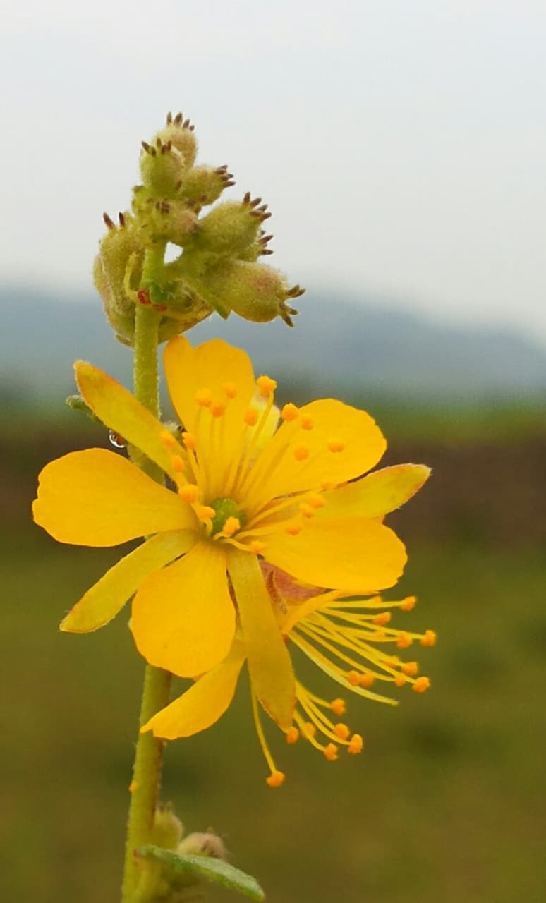yellow flowers