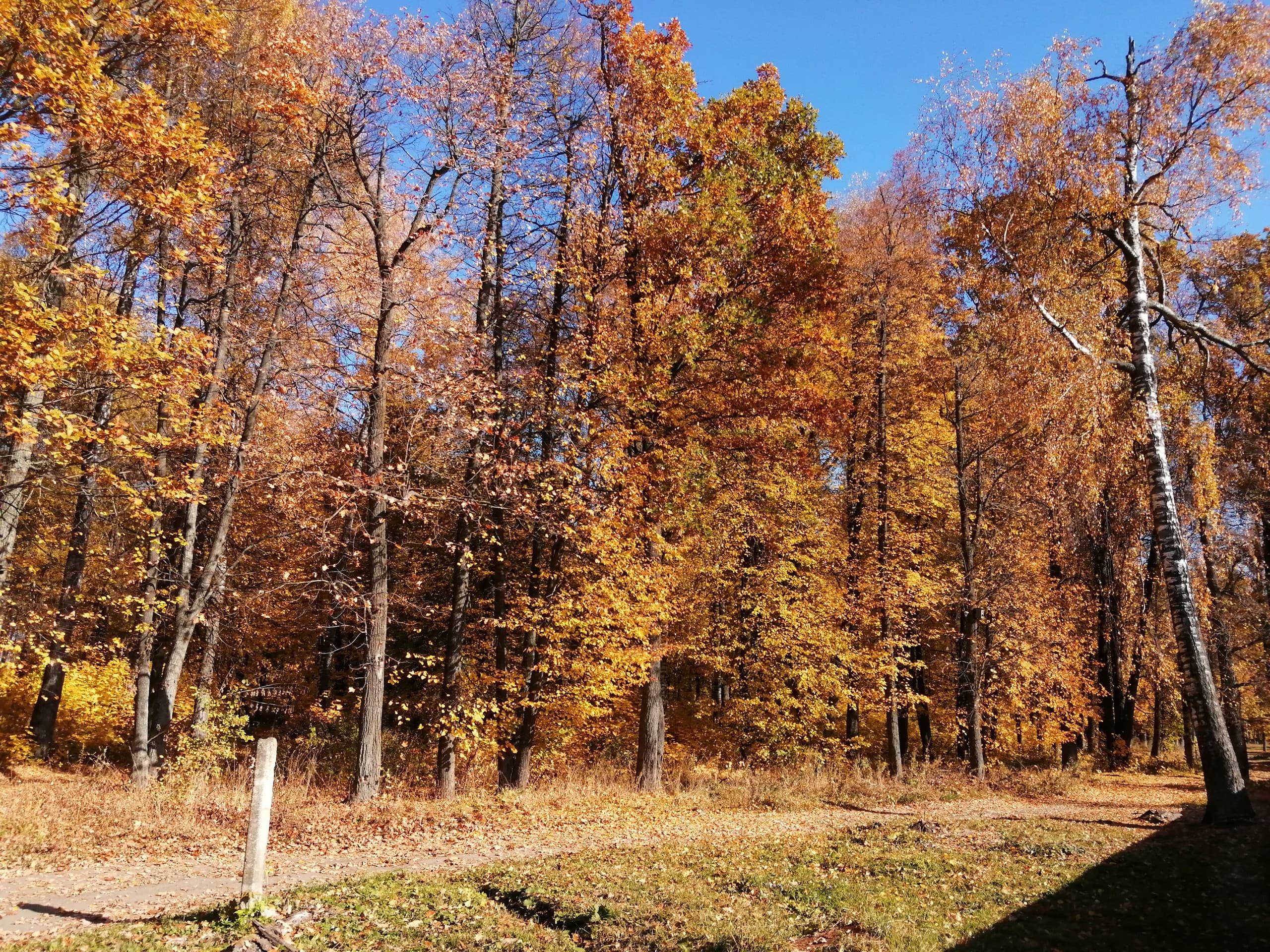 Forest