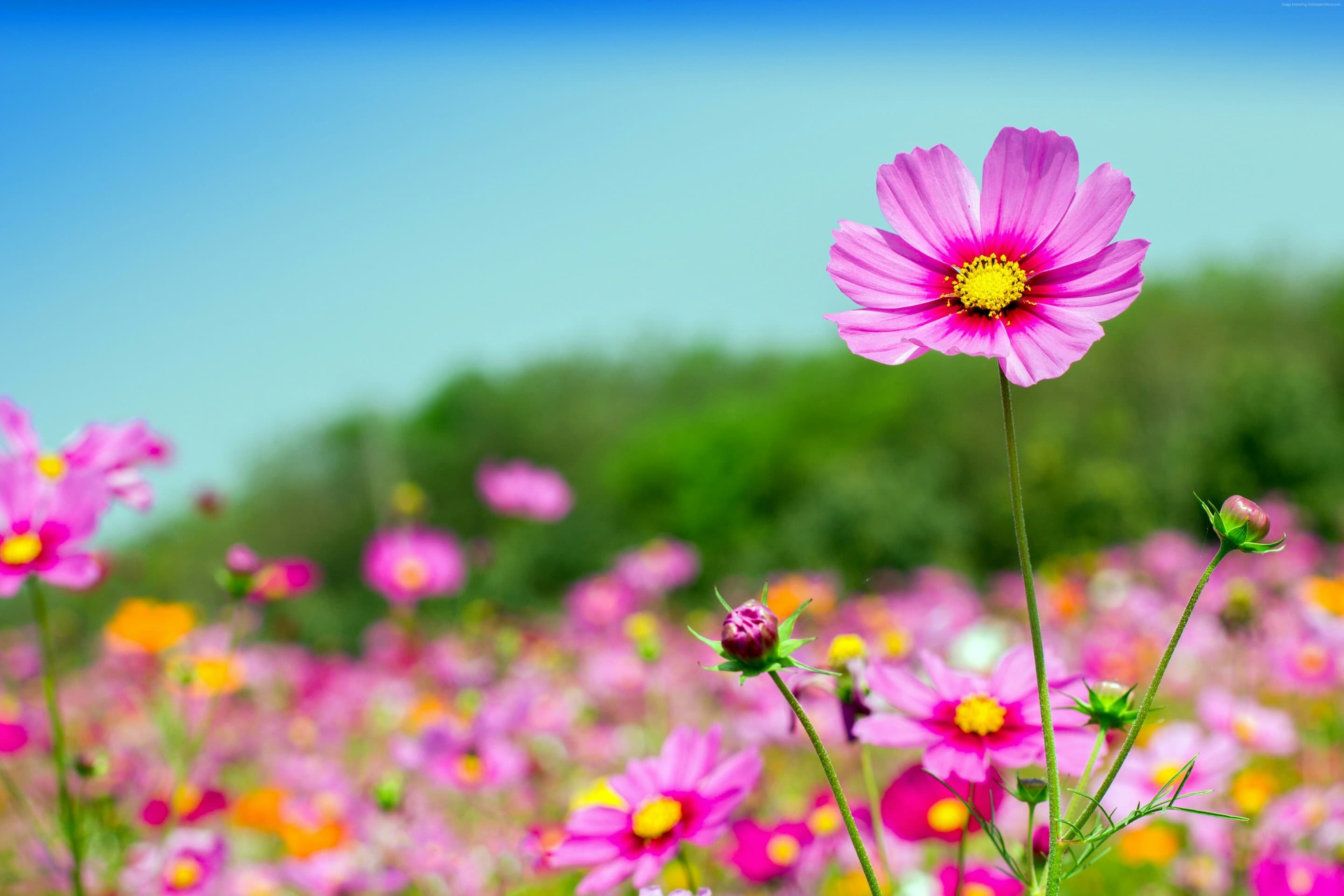 Flowers