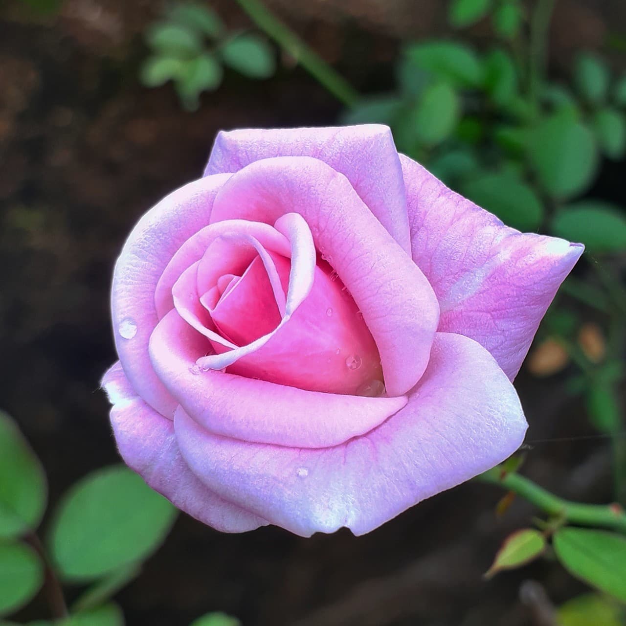 flower of Love