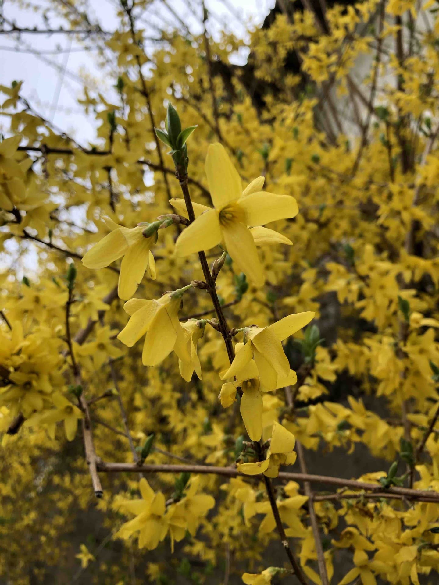 Forsythia flowers
