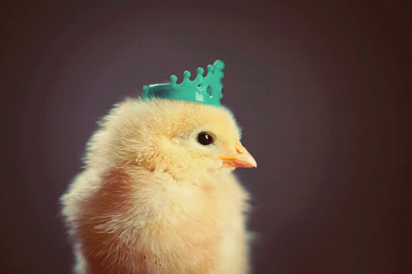 quite chicken