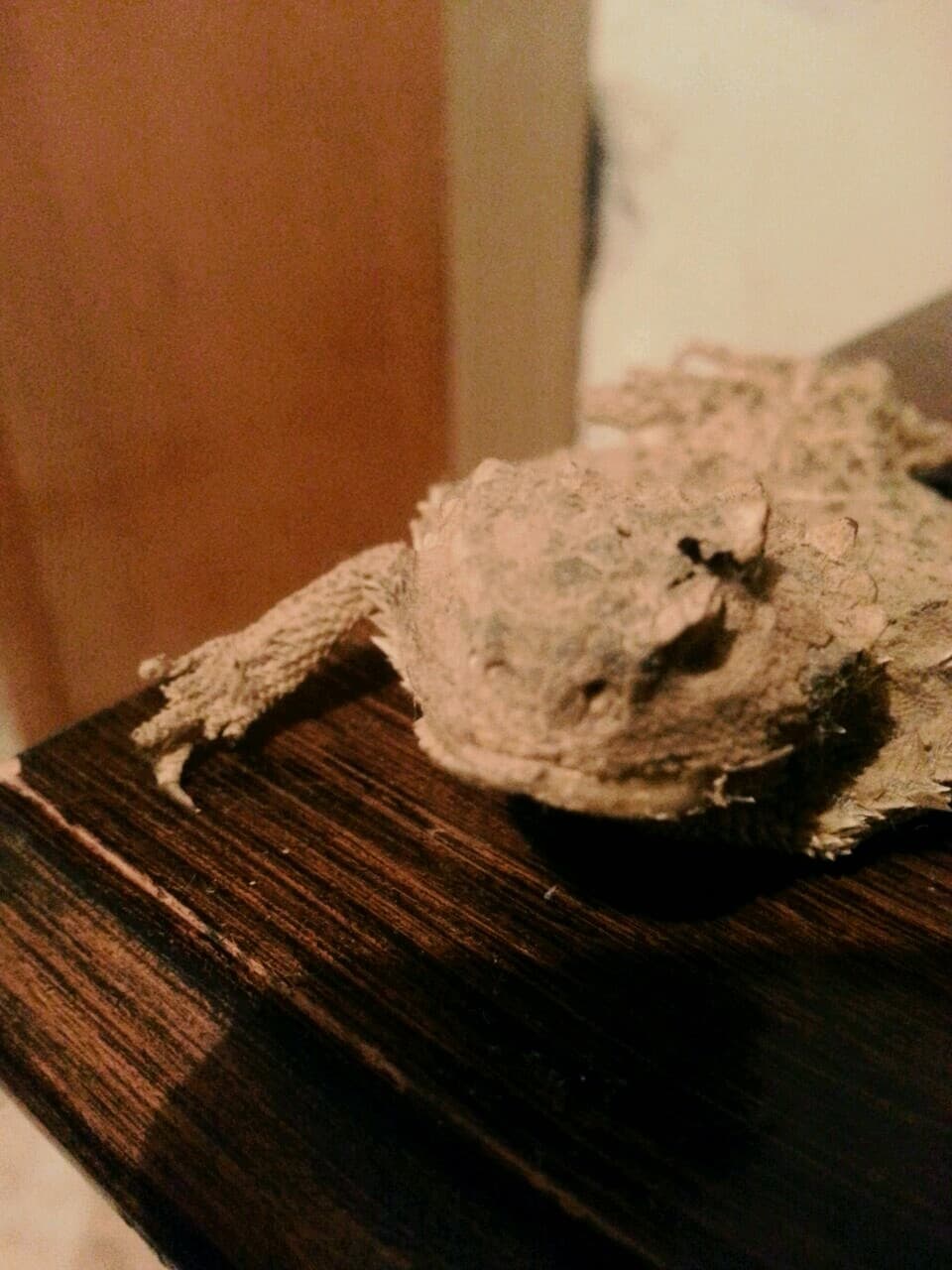 chameleon