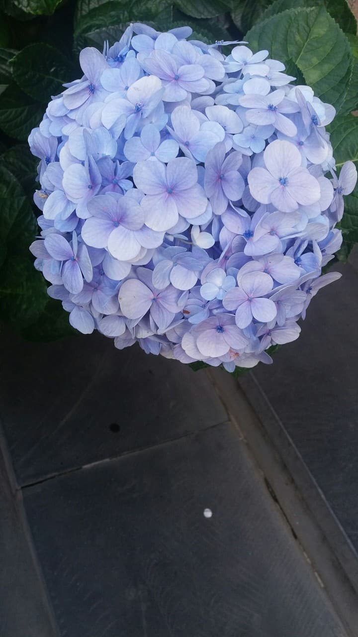 Cam Tu Cau Flower