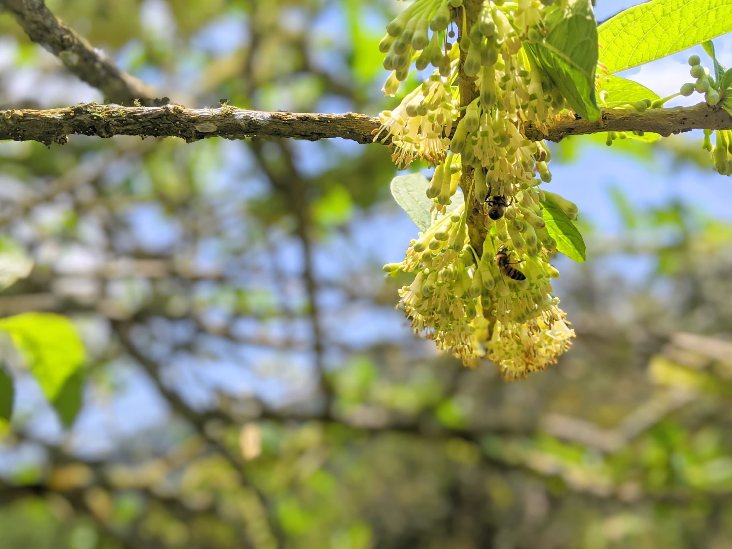 bees