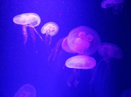 flower jellyfish