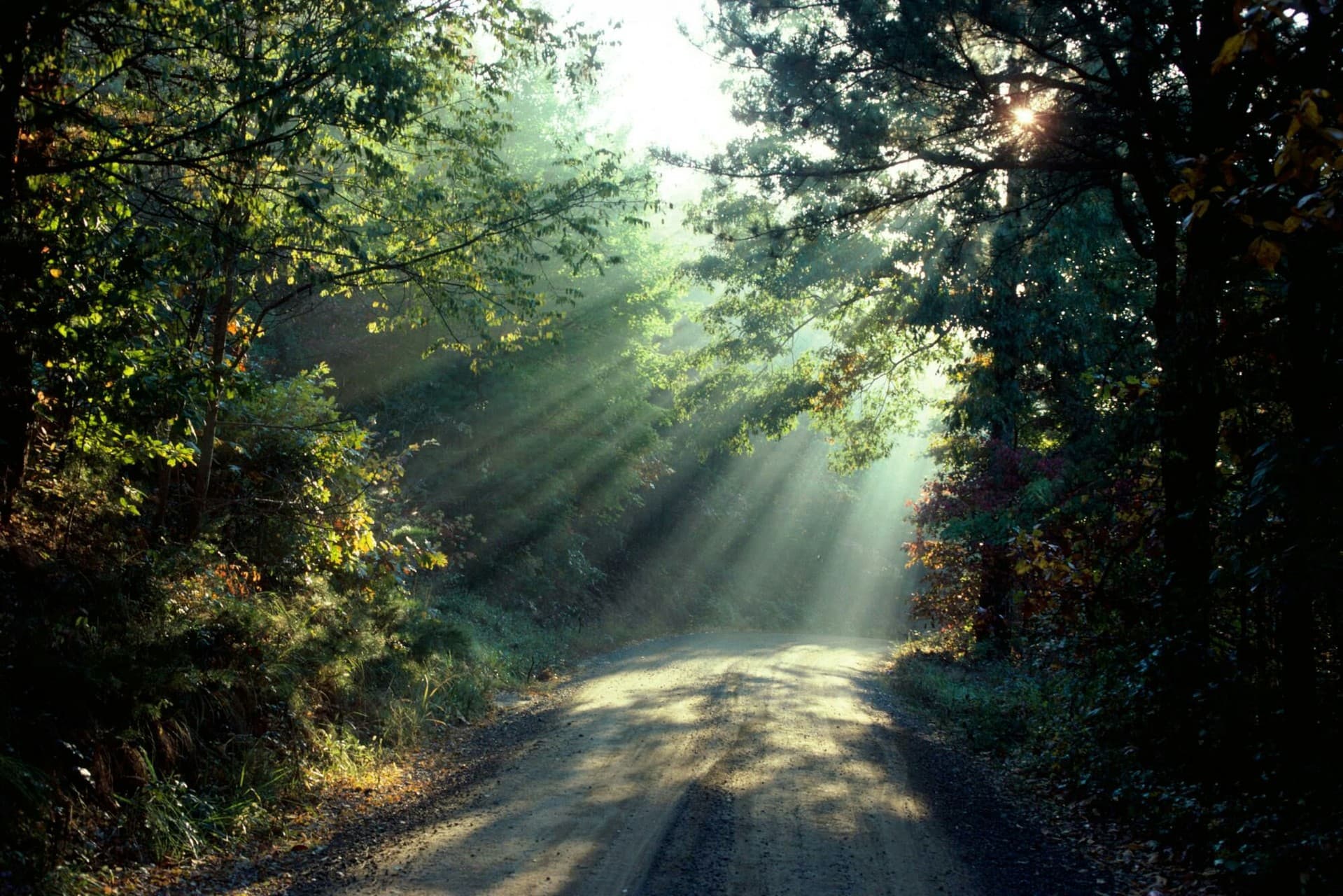 forest