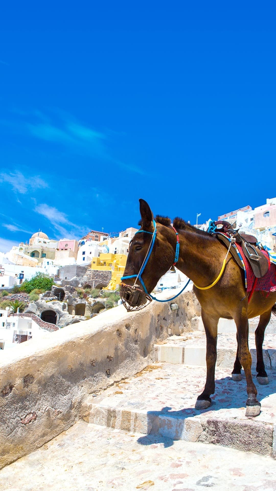 horse with beautiful city