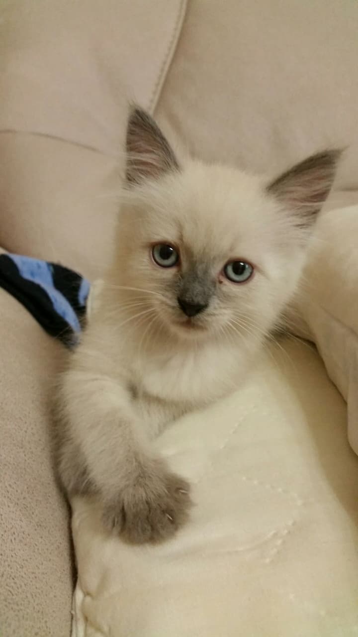 kitten