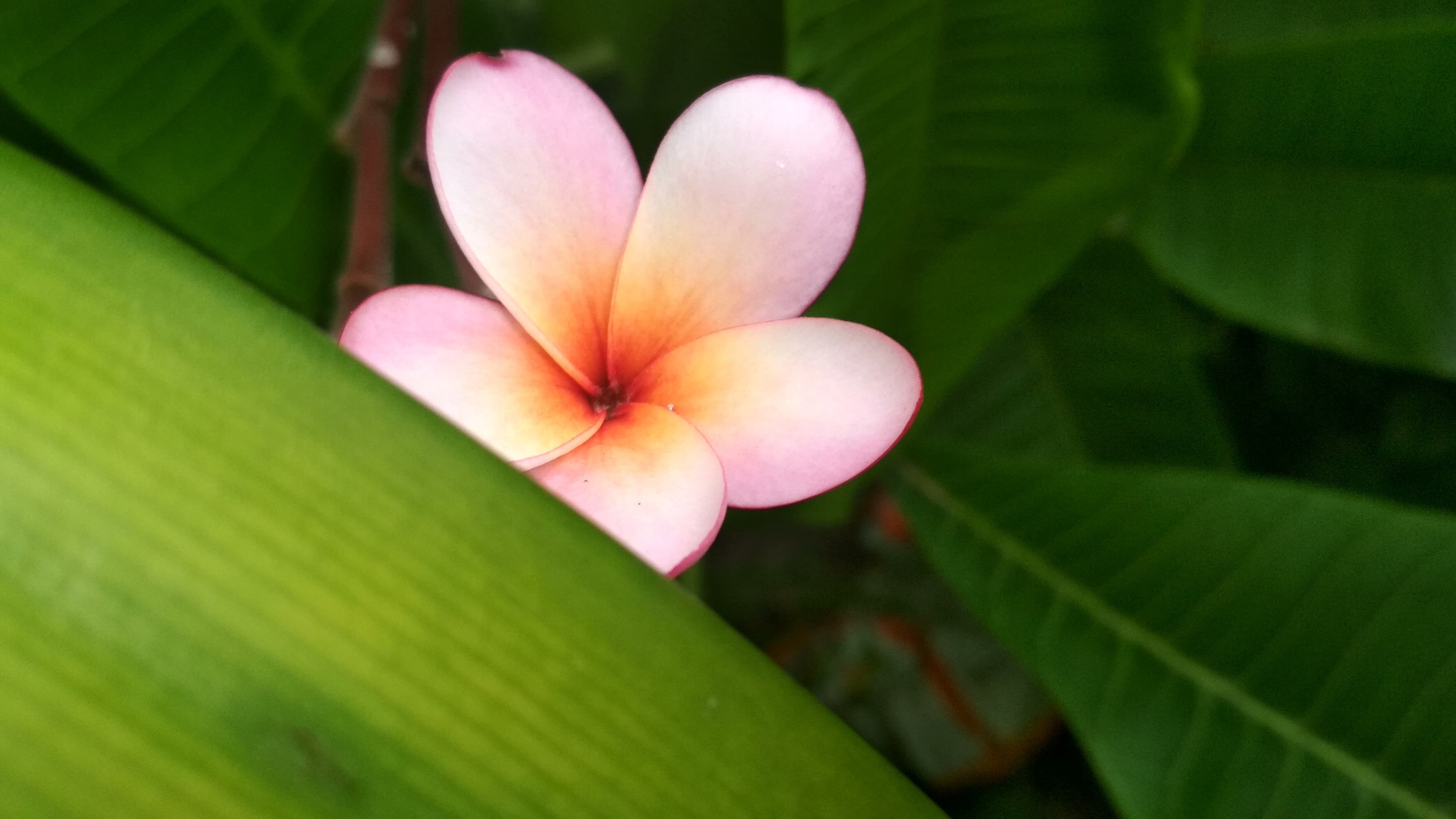 Growing Periwinkle