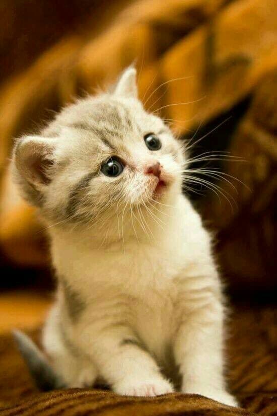 beautiful cat