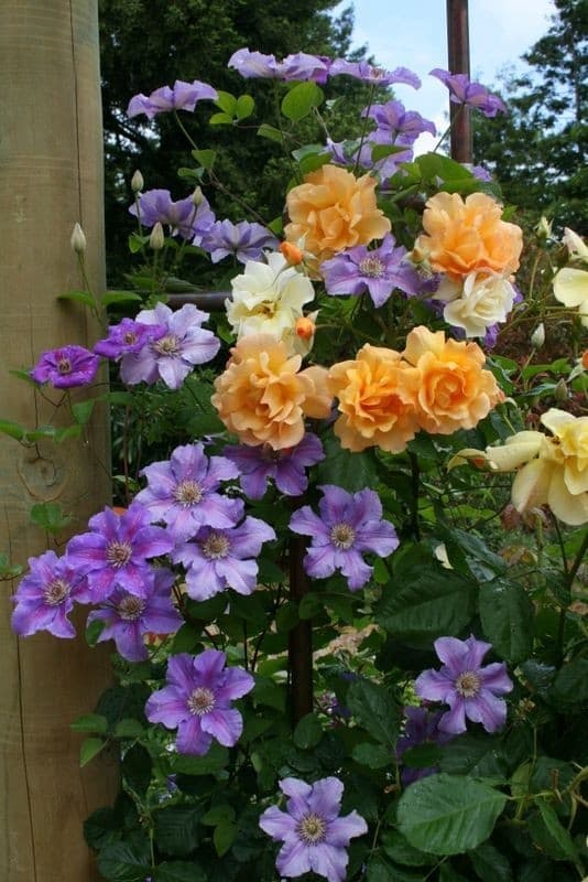 Roses & Clematis