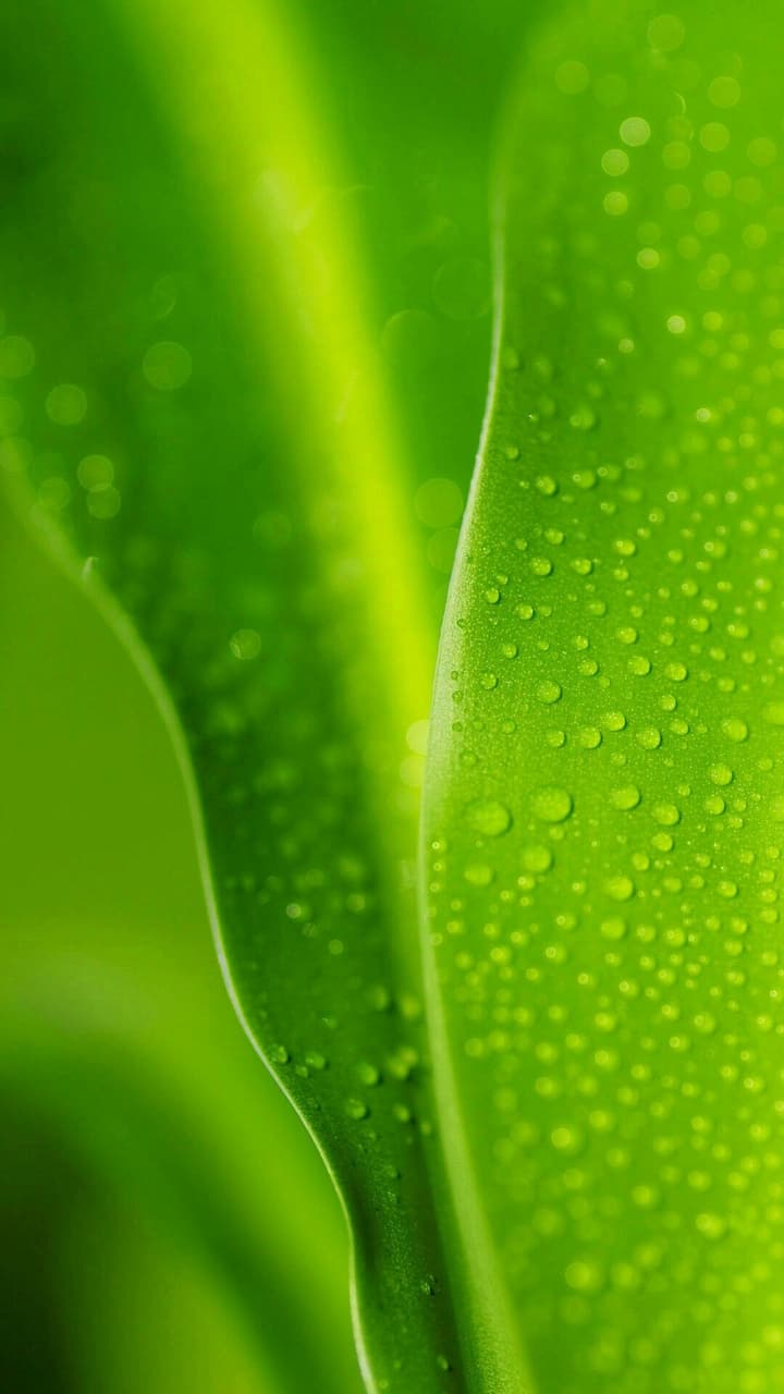 Leaf