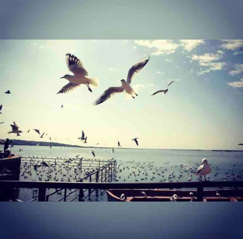 freedom