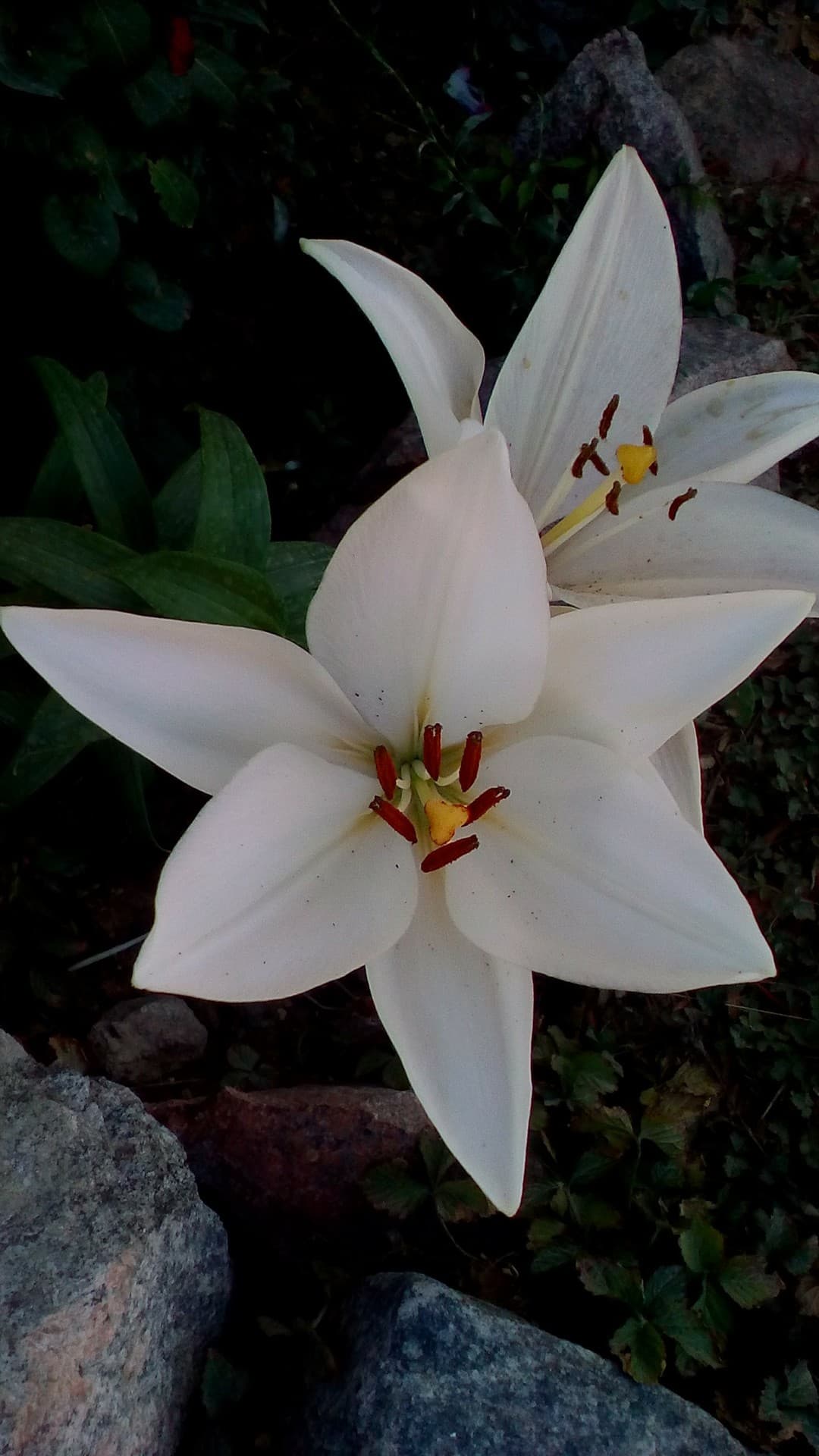 lily's
